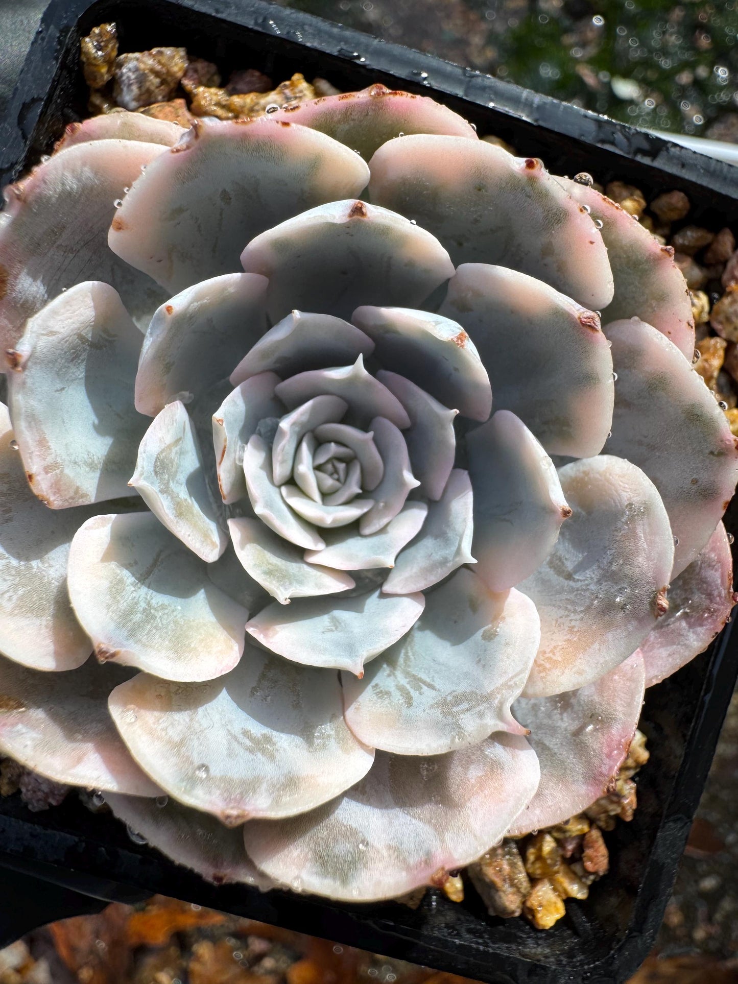 Echeveria 'Ruyonii 'variegated, small size , 2.2 inches, Bare Root, Imported Rare Succulent