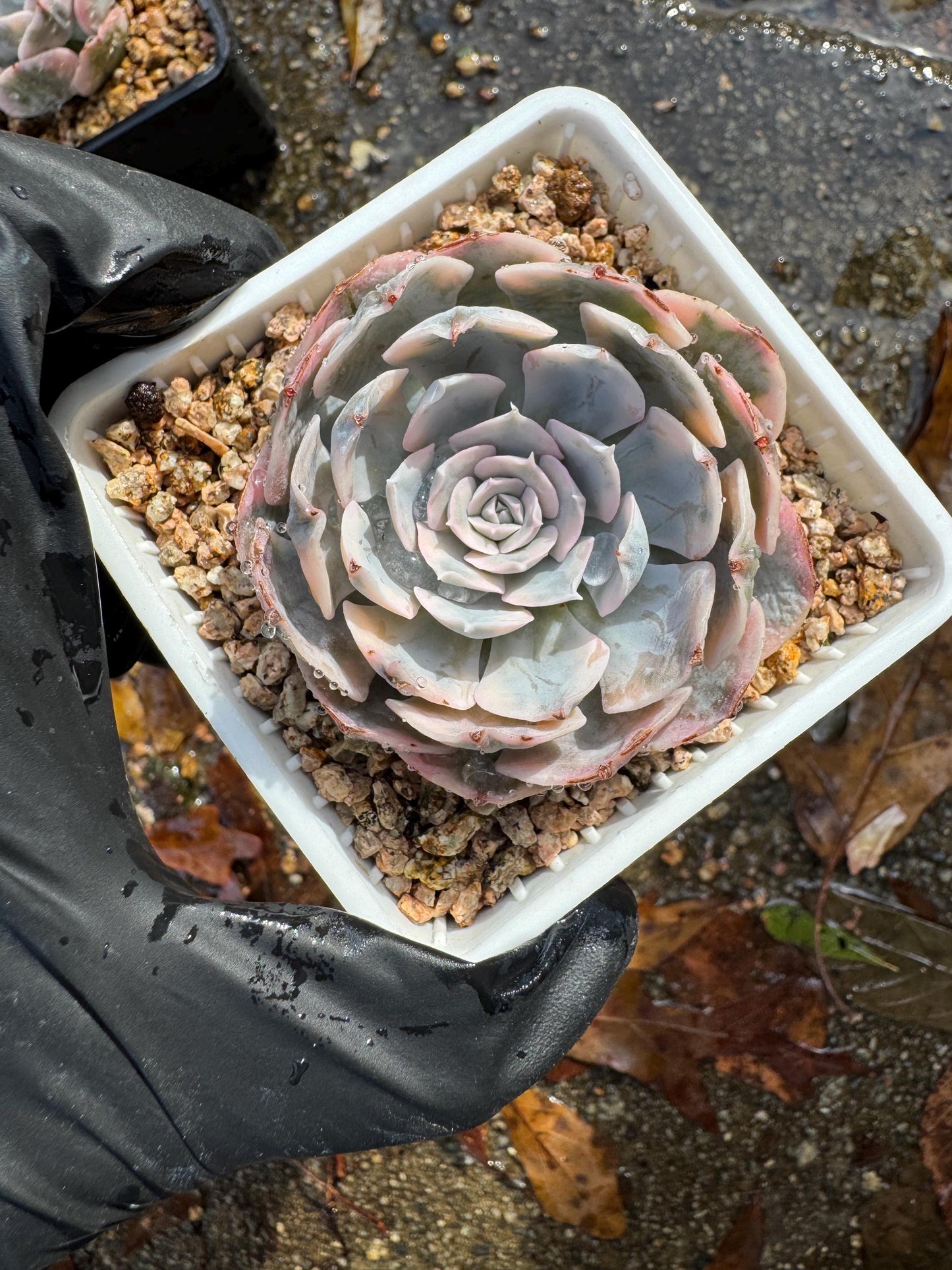 Echeveria 'Ruyonii 'variegated, small size , 2.2 inches, Bare Root, Imported Rare Succulent