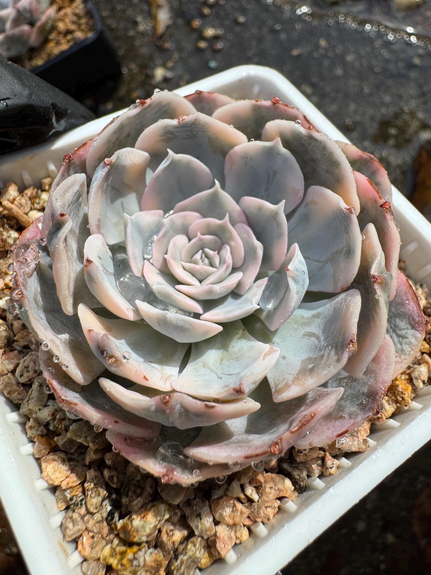 Echeveria 'Ruyonii 'variegated, small size , 2.2 inches, Bare Root, Imported Rare Succulent