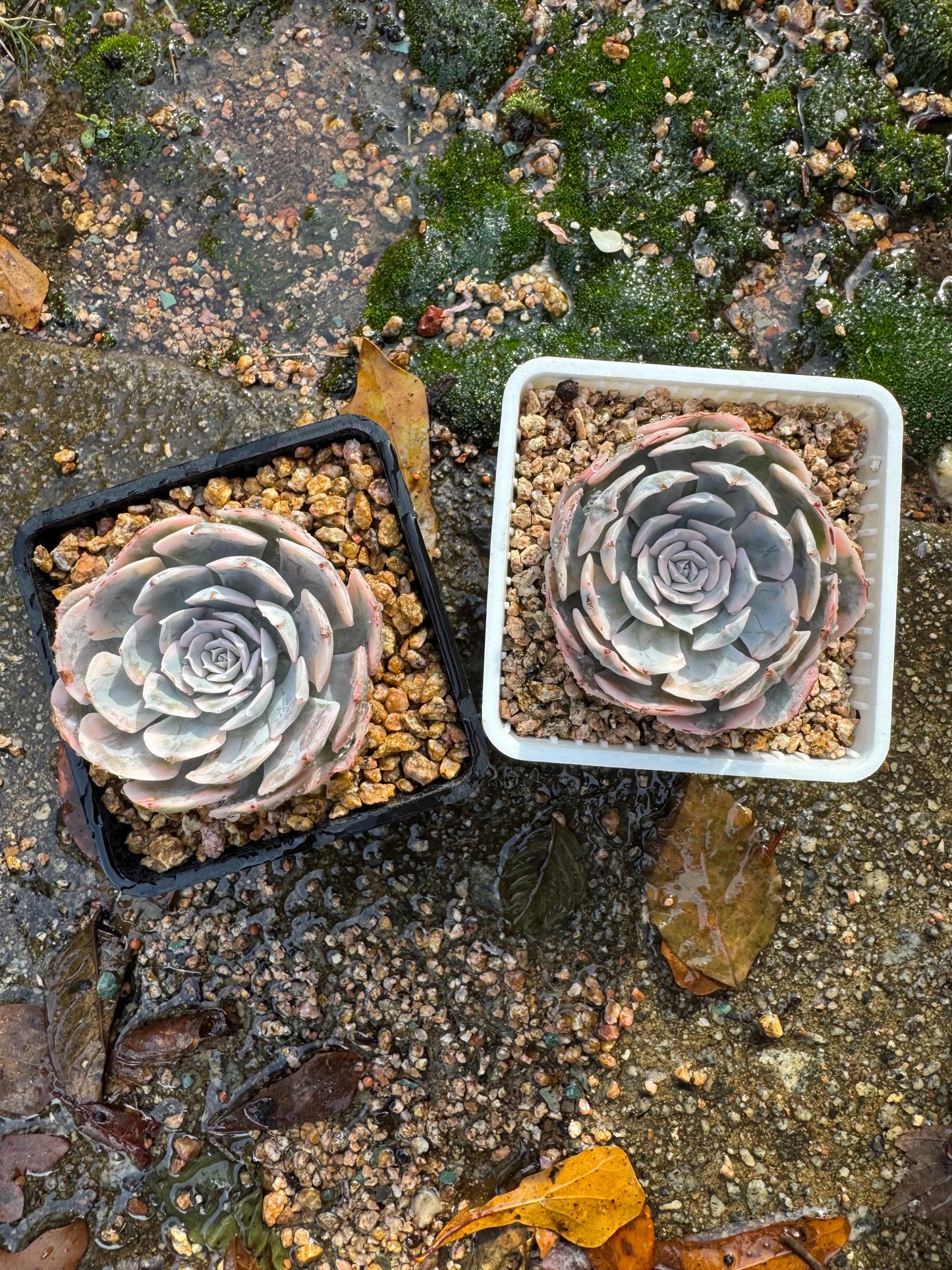 Echeveria 'Ruyonii 'variegated, small size , 2.2 inches, Bare Root, Imported Rare Succulent