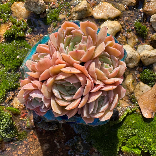 Echeveria'  jelly Onslow' cluster, 6heads, nice color, bare Root, Imported Rare Succulent, live plant, gift