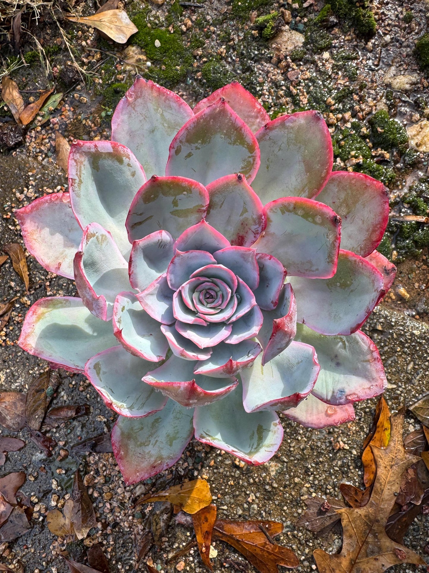 Echeveria  ‘blue light ’ , big single head,   high quality, 5.3inches, Imported Rare Succulent, live plant, gift