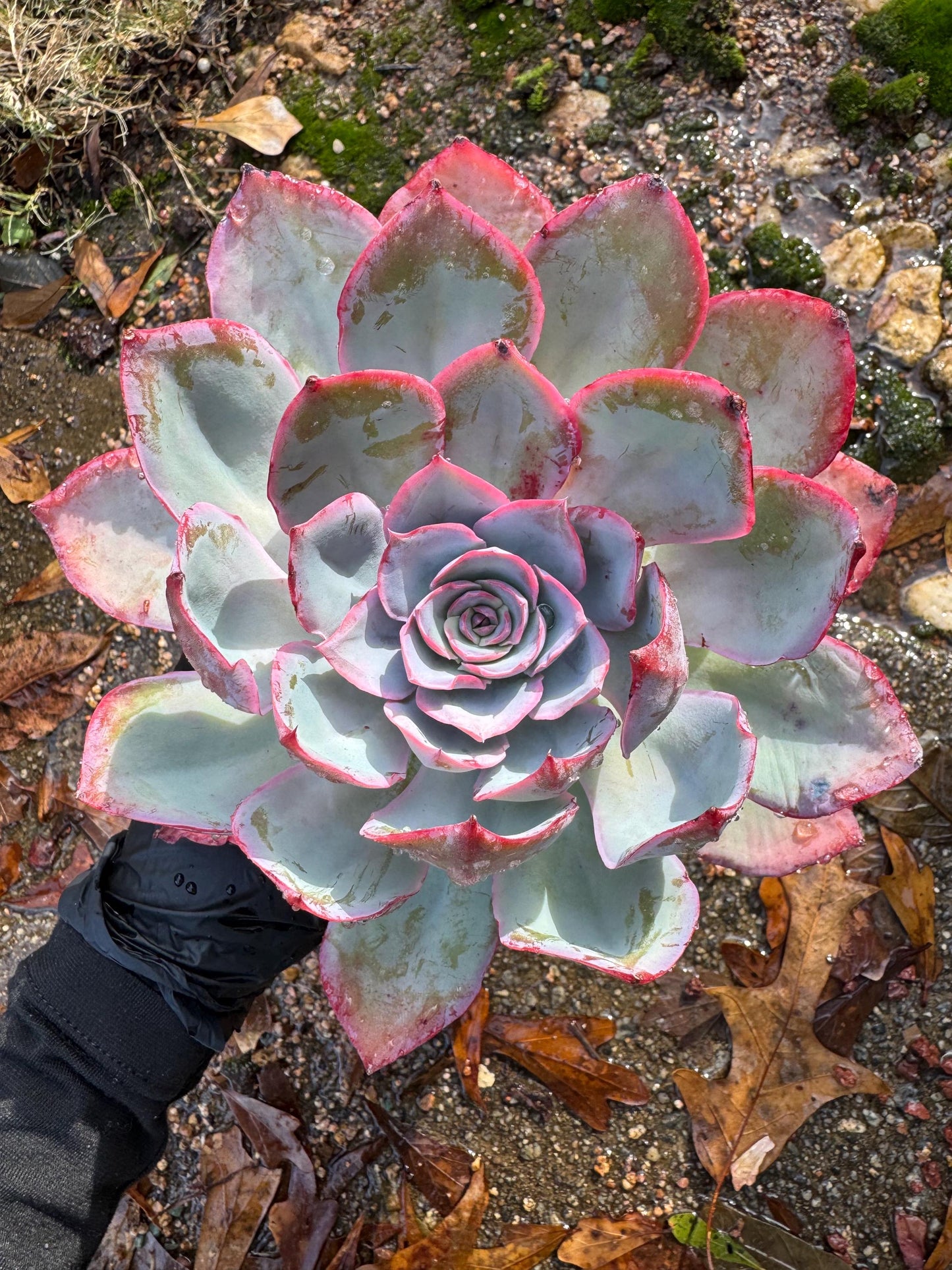 Echeveria  ‘blue light ’ , big single head,   high quality, 5.3inches, Imported Rare Succulent, live plant, gift