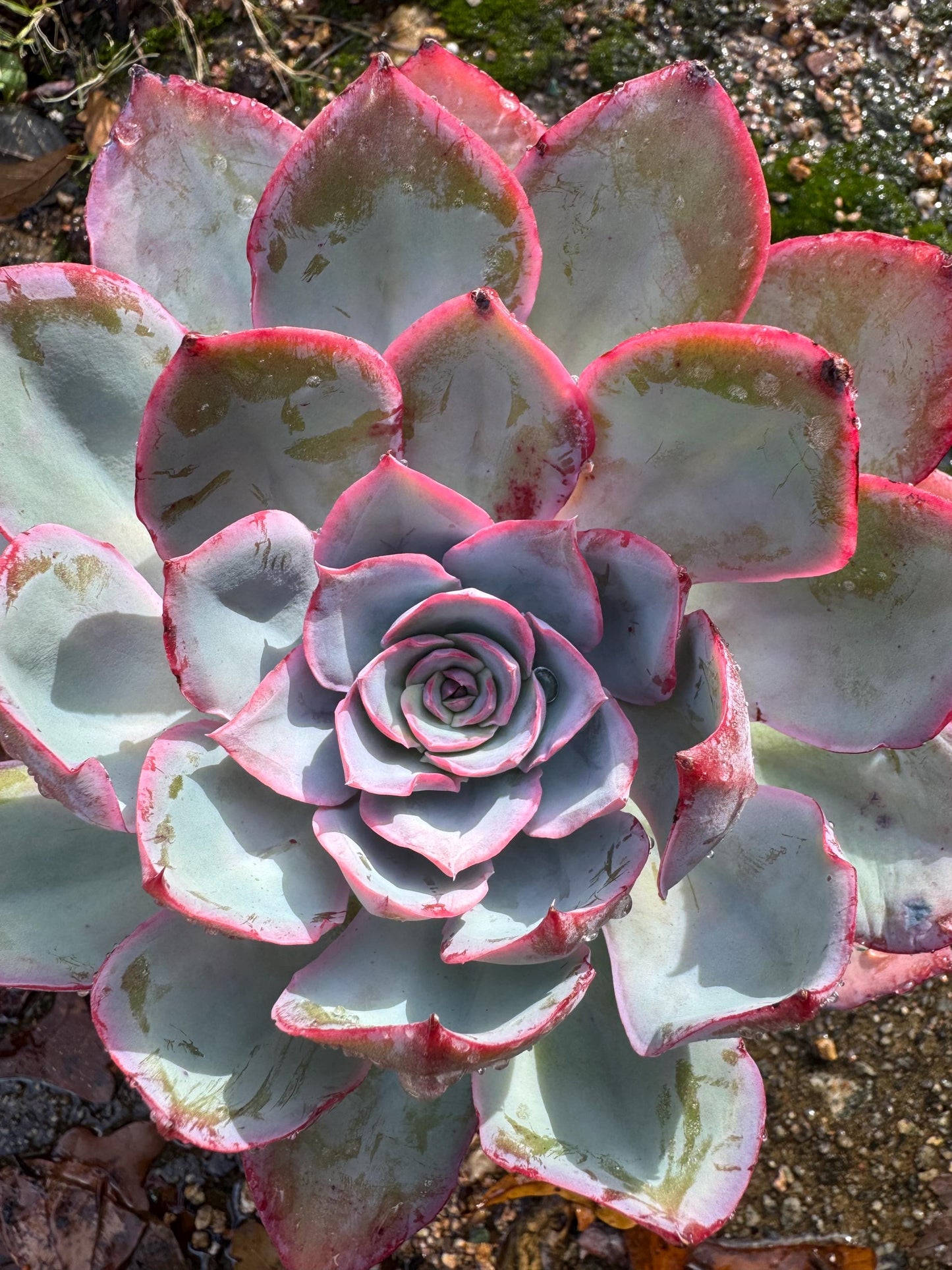 Echeveria  ‘blue light ’ , big single head,   high quality, 5.3inches, Imported Rare Succulent, live plant, gift