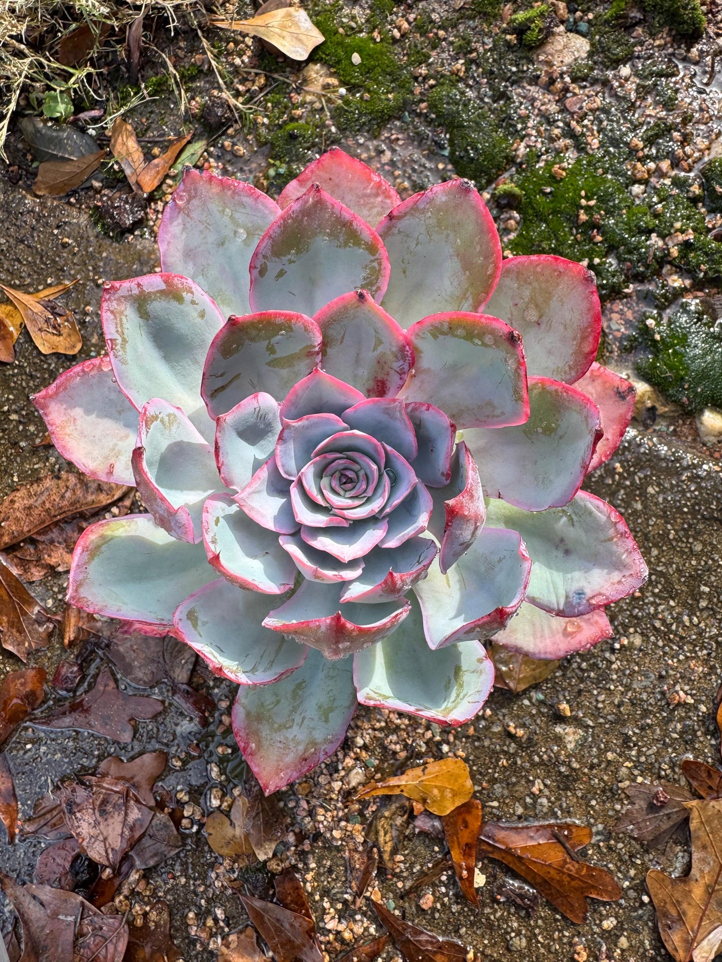 Echeveria  ‘blue light ’ , big single head,   high quality, 5.3inches, Imported Rare Succulent, live plant, gift