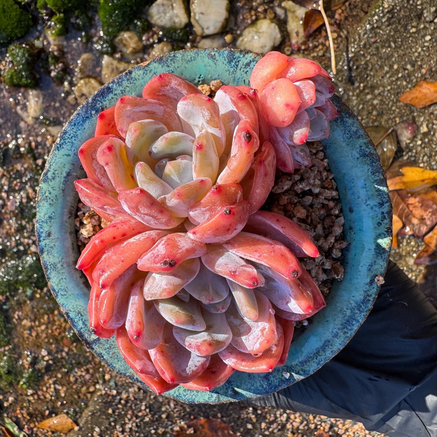 Echeveria Korean ‘ Orange Monroe’cluster, 3heads, high quality, 3.6inches , Bare Root, Imported Rare Succulent, live plant, gift