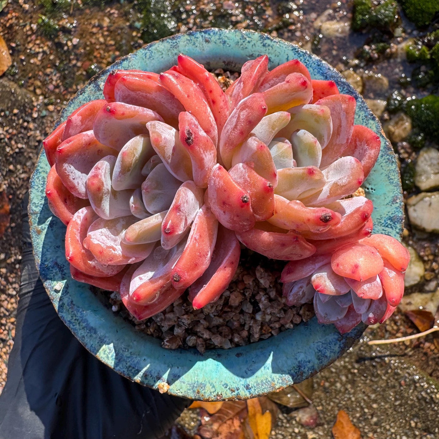 Echeveria Korean ‘ Orange Monroe’cluster, 3heads, high quality, 3.6inches , Bare Root, Imported Rare Succulent, live plant, gift