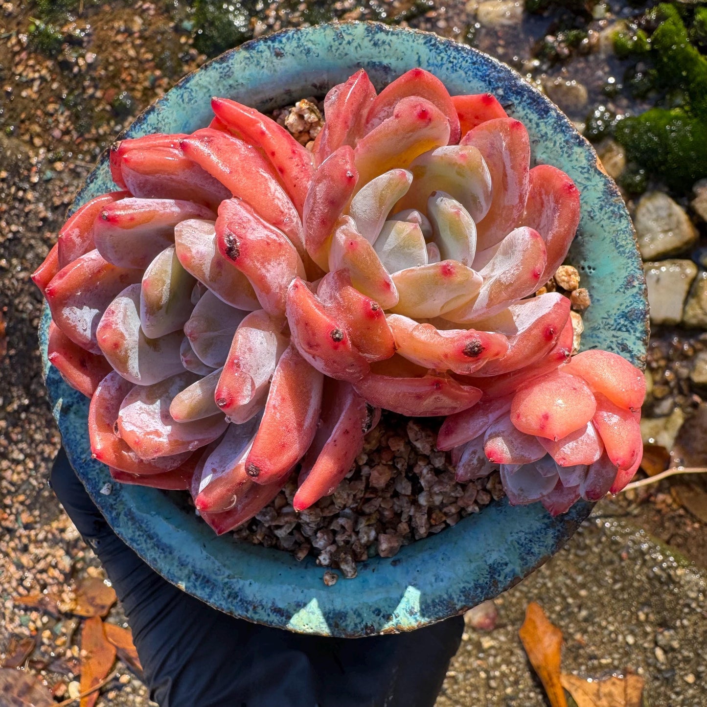 Echeveria Korean ‘ Orange Monroe’cluster, 3heads, high quality, 3.6inches , Bare Root, Imported Rare Succulent, live plant, gift