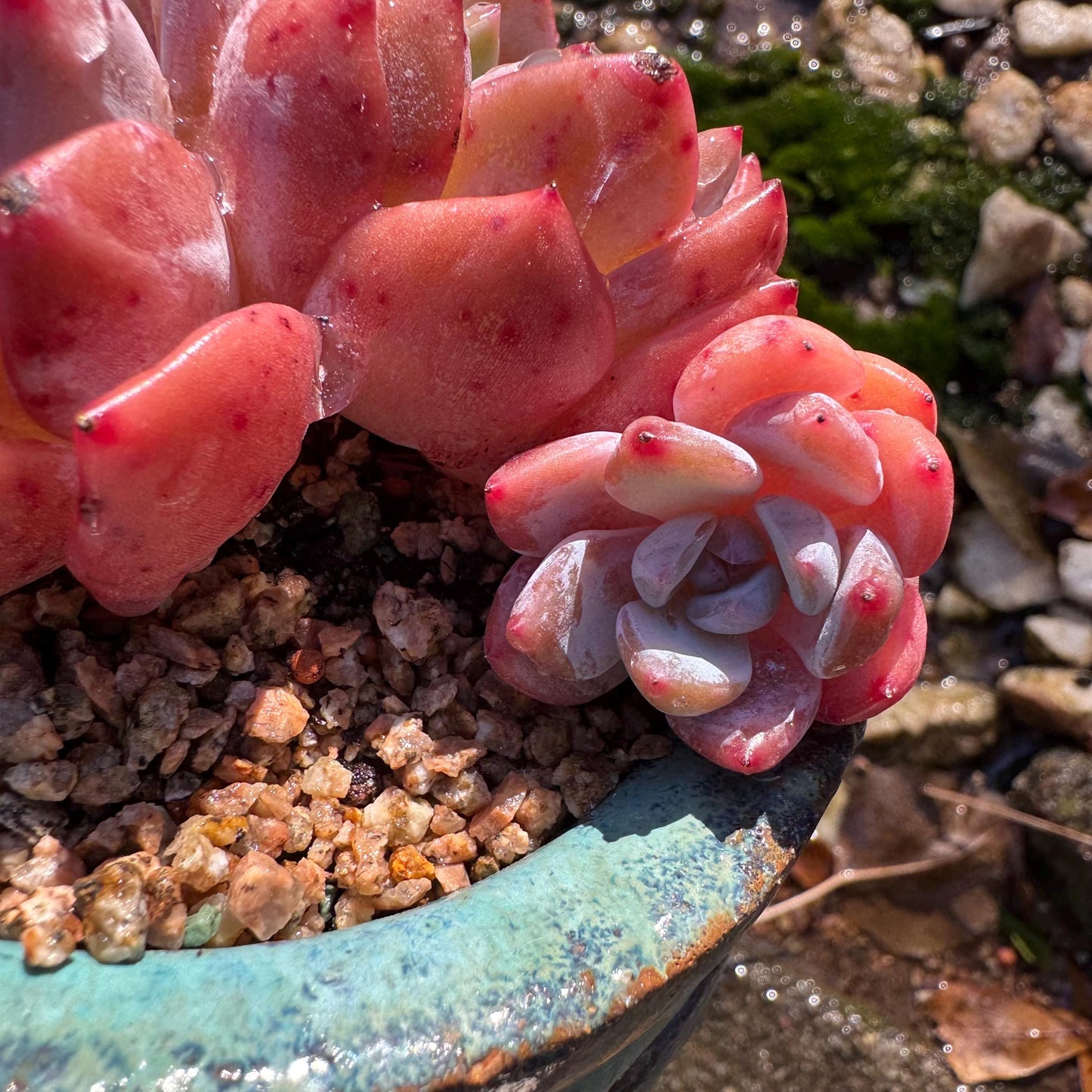 Echeveria Korean ‘ Orange Monroe’cluster, 3heads, high quality, 3.6inches , Bare Root, Imported Rare Succulent, live plant, gift