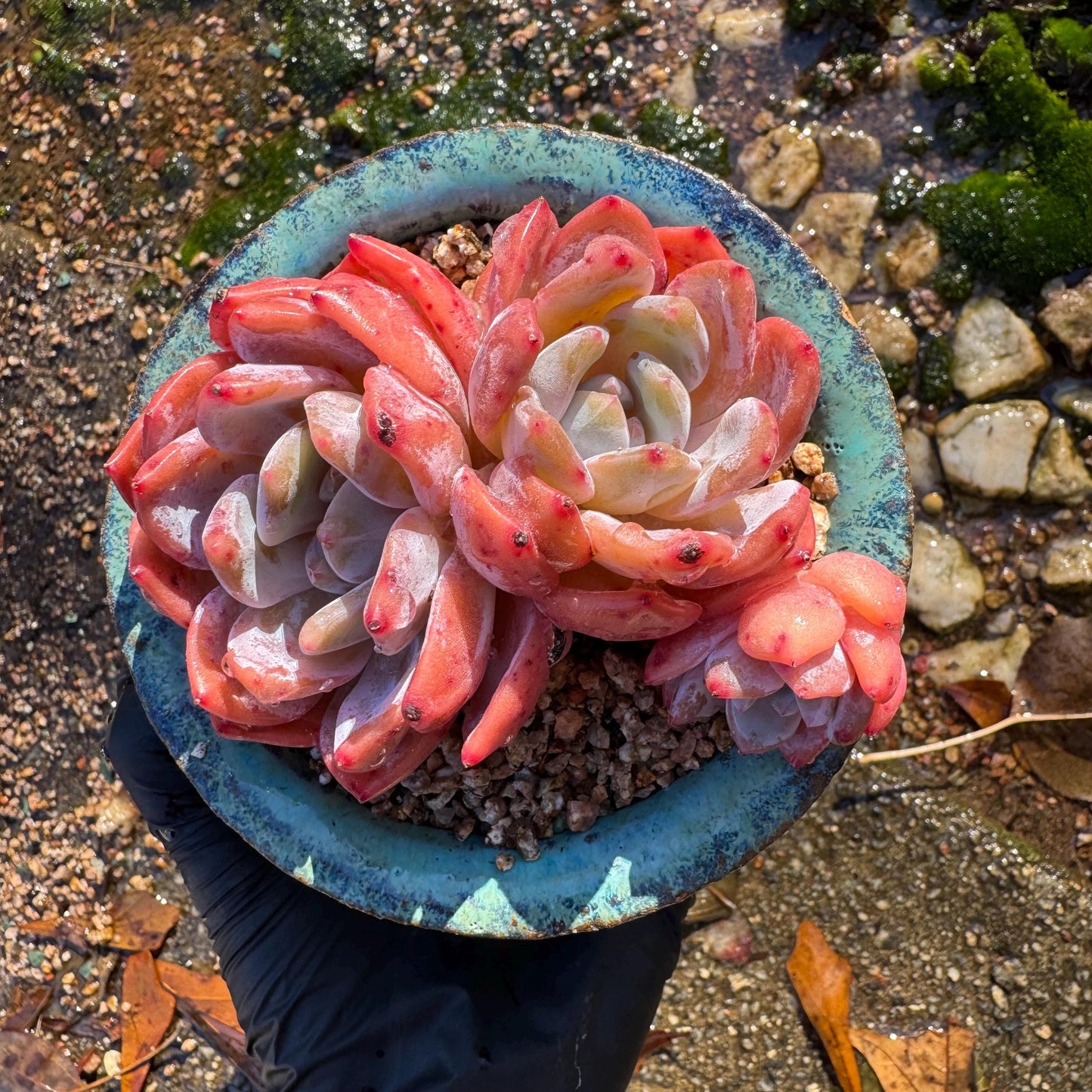 Echeveria Korean ‘ Orange Monroe’cluster, 3heads, high quality, 3.6inches , Bare Root, Imported Rare Succulent, live plant, gift