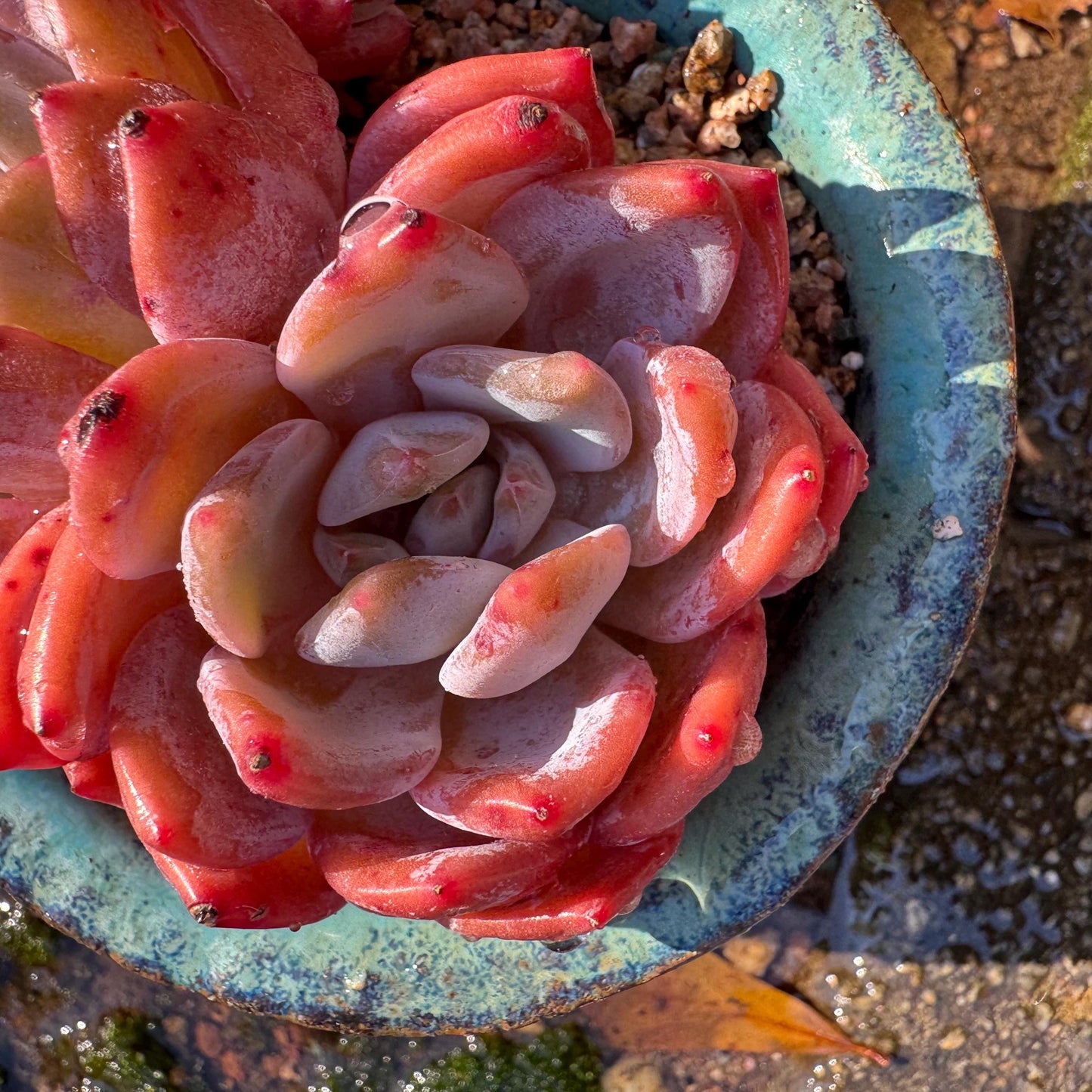 Echeveria Korean ‘ Orange Monroe’cluster, 3heads, high quality, 3.6inches , Bare Root, Imported Rare Succulent, live plant, gift