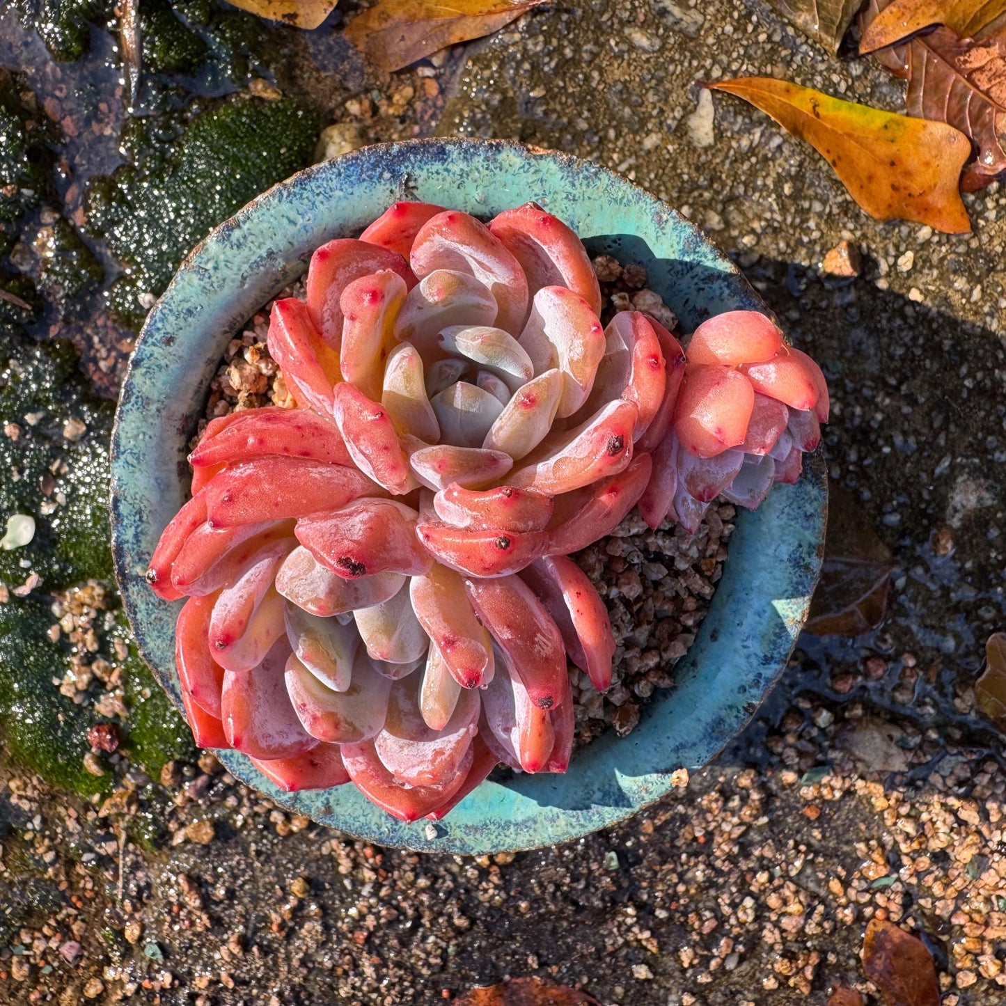 Echeveria Korean ‘ Orange Monroe’cluster, 3heads, high quality, 3.6inches , Bare Root, Imported Rare Succulent, live plant, gift