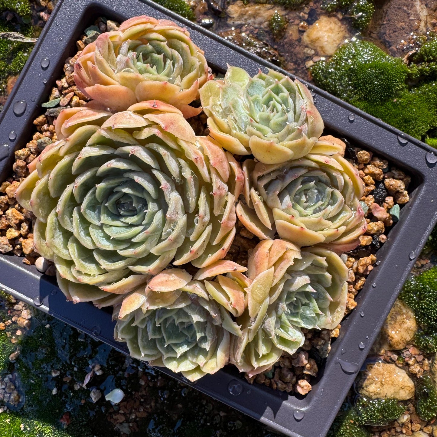 Echeveria 'Onslow'cluster, 4.6inches, 6heads, nice color, bare Root, Imported Rare Succulent, live plant, gift