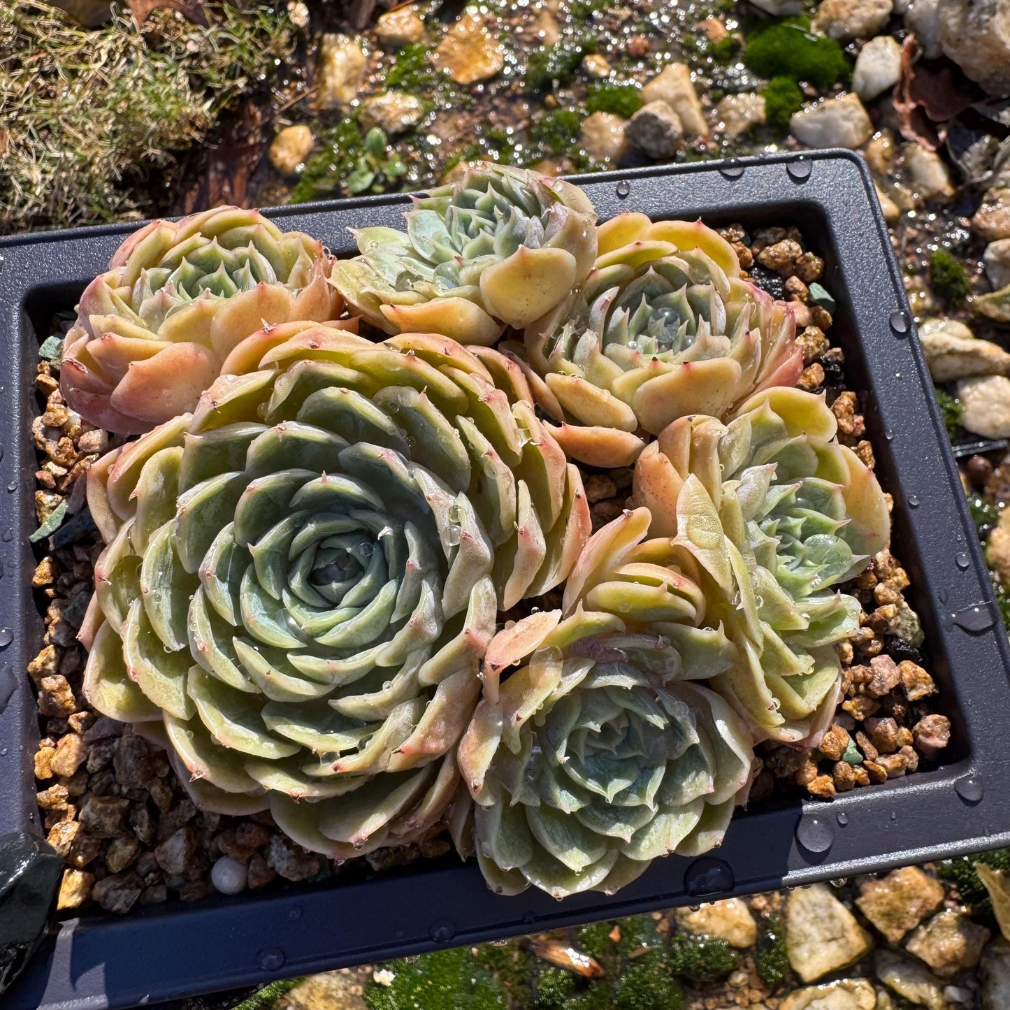 Echeveria 'Onslow'cluster, 4.6inches, 6heads, nice color, bare Root, Imported Rare Succulent, live plant, gift