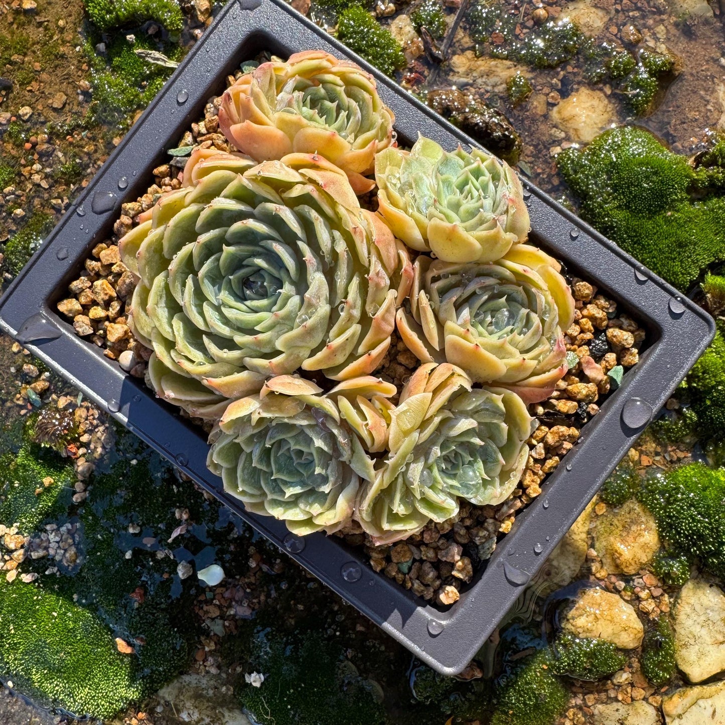 Echeveria 'Onslow'cluster, 4.6inches, 6heads, nice color, bare Root, Imported Rare Succulent, live plant, gift