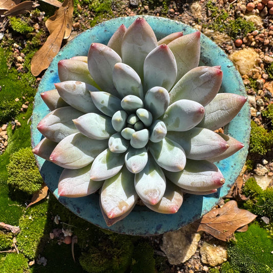 Pachyveria' Angel's Finger' big single head, 3inches, nice color, high quality ,  Imported Rare Succulent, Bare Root, live plant