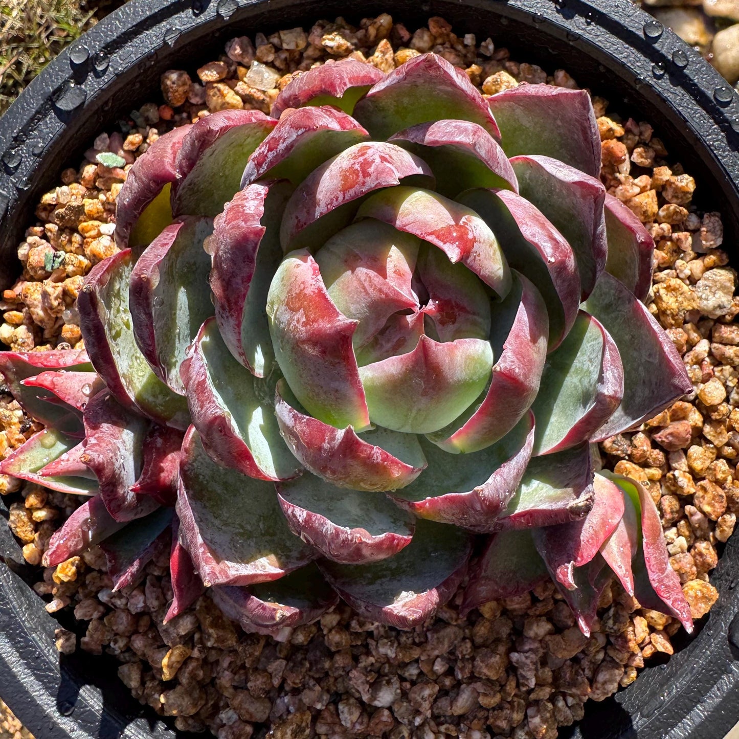 Echeveria Agavoides'Casio', a big head with 2 babies , 4.1inches, Imported Rare Succulent, Bare Root, live plant, gift