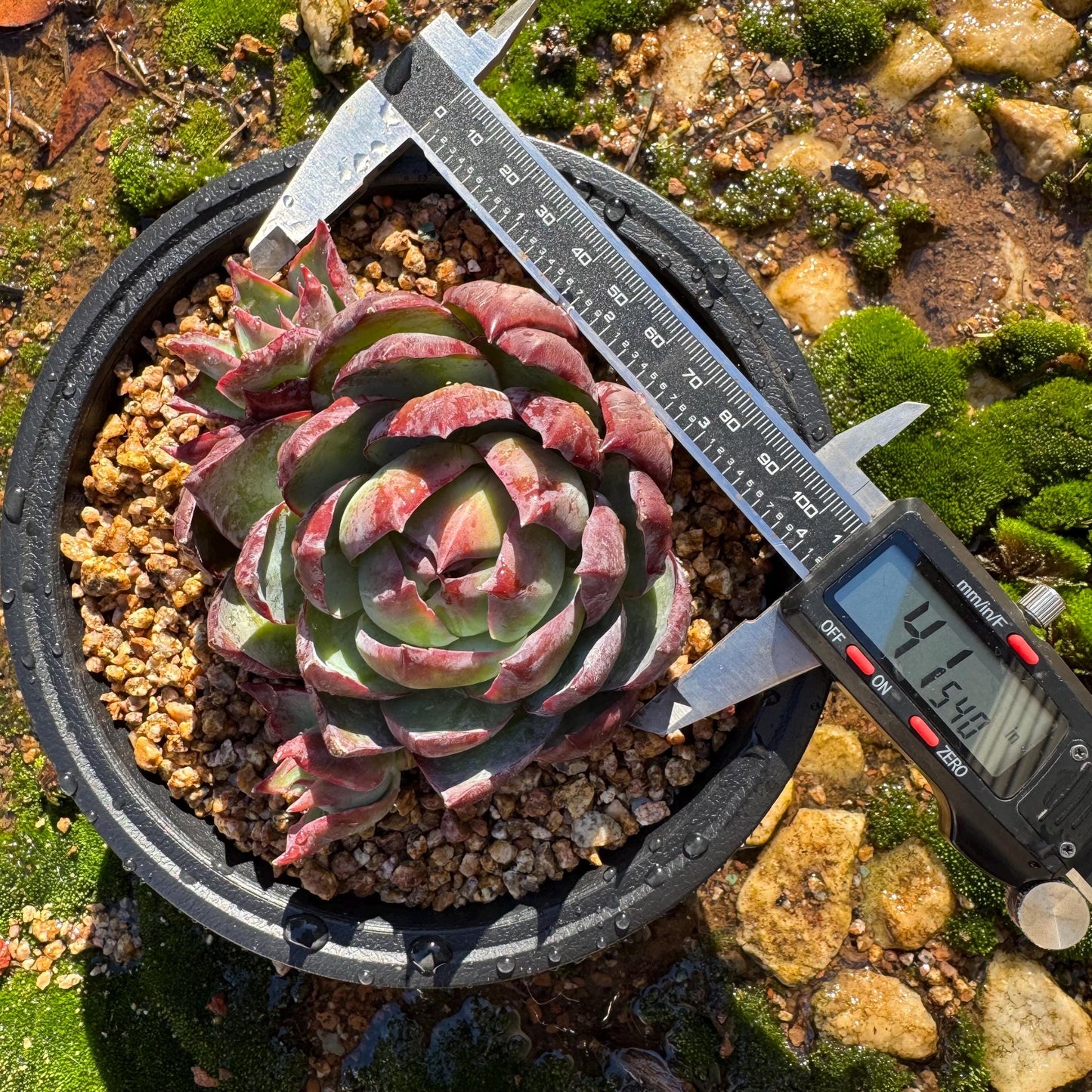 Echeveria Agavoides'Casio', a big head with 2 babies , 4.1inches, Imported Rare Succulent, Bare Root, live plant, gift