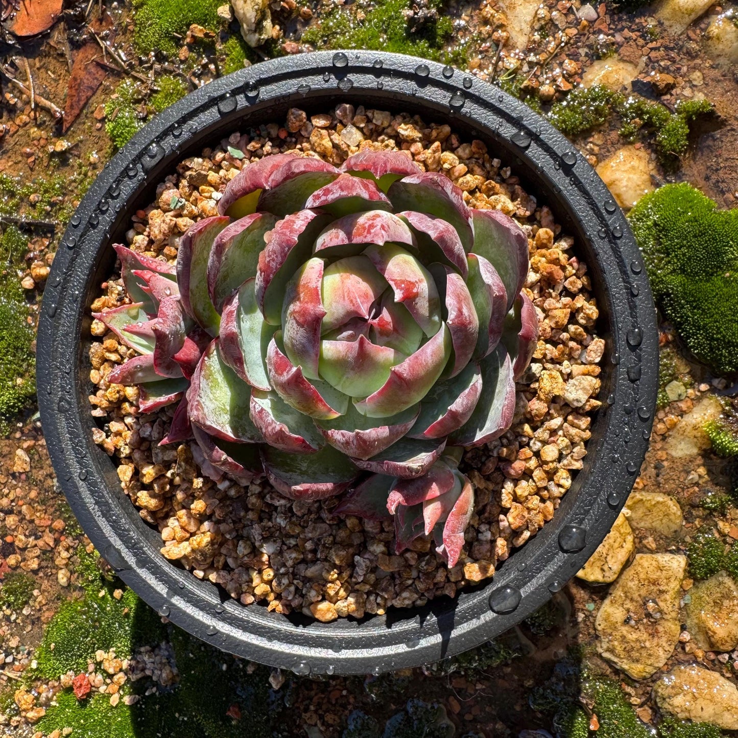 Echeveria Agavoides'Casio', a big head with 2 babies , 4.1inches, Imported Rare Succulent, Bare Root, live plant, gift