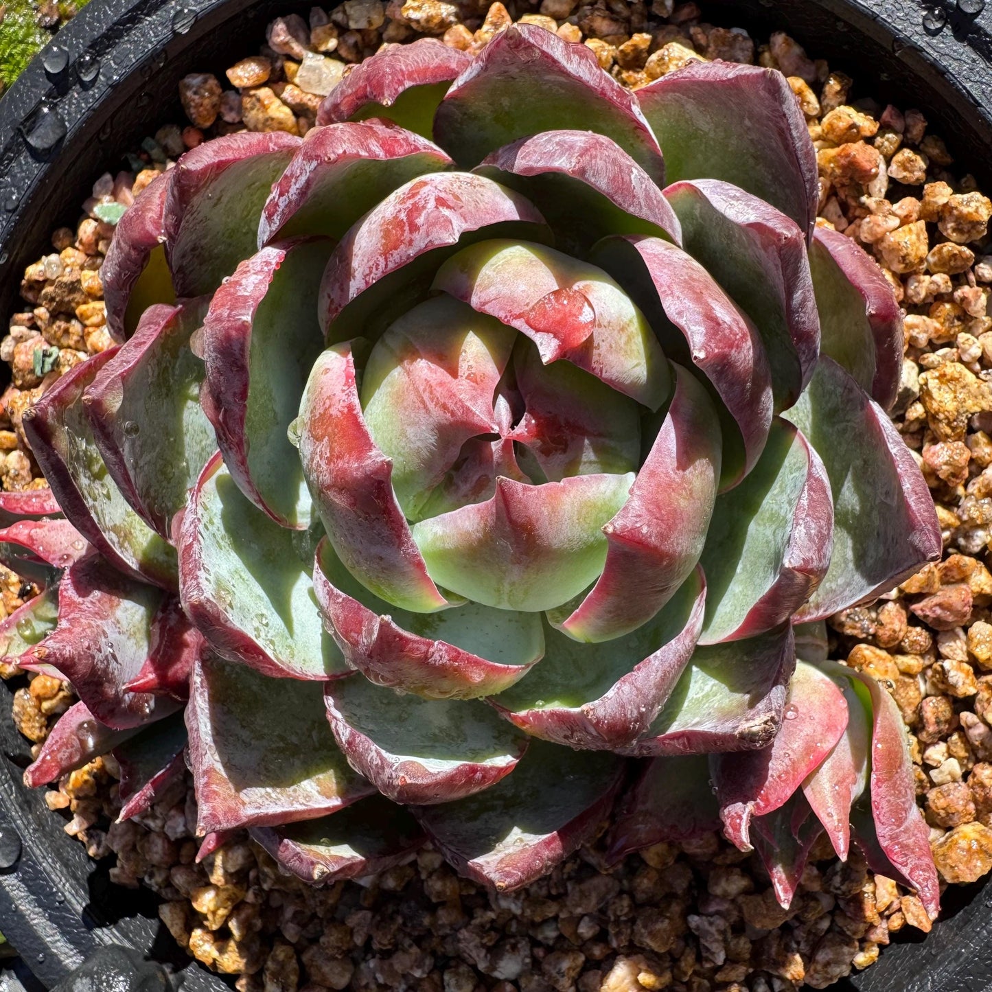 Echeveria Agavoides'Casio', a big head with 2 babies , 4.1inches, Imported Rare Succulent, Bare Root, live plant, gift