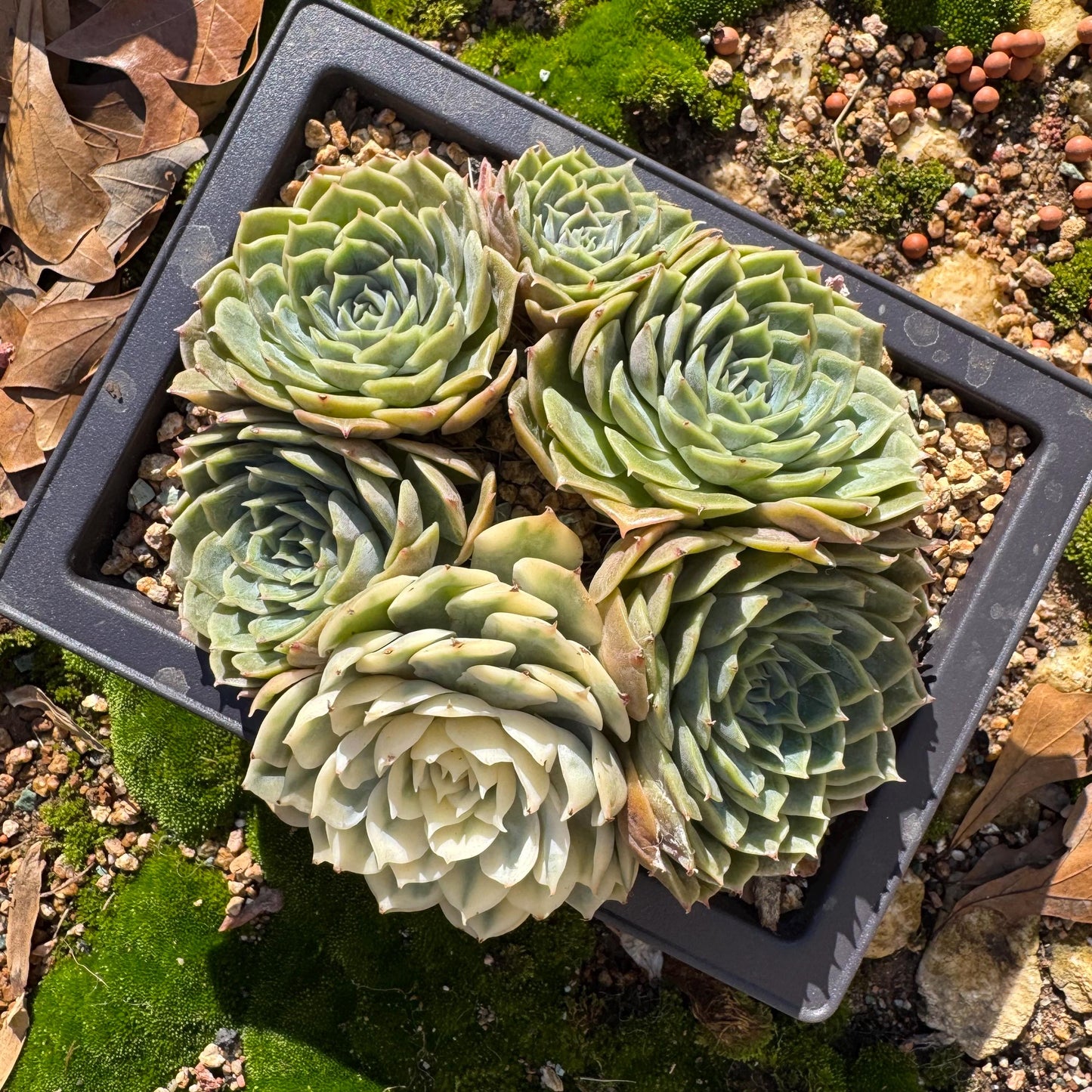 Echeveria 'Onslow cluster with a variegated head cluster', 4.2inches,  6heads, nice color, bare Root, Imported Rare Succulent, live plant