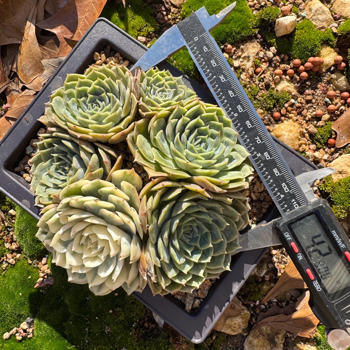 Echeveria 'Onslow cluster with a variegated head cluster', 4.2inches,  6heads, nice color, bare Root, Imported Rare Succulent, live plant