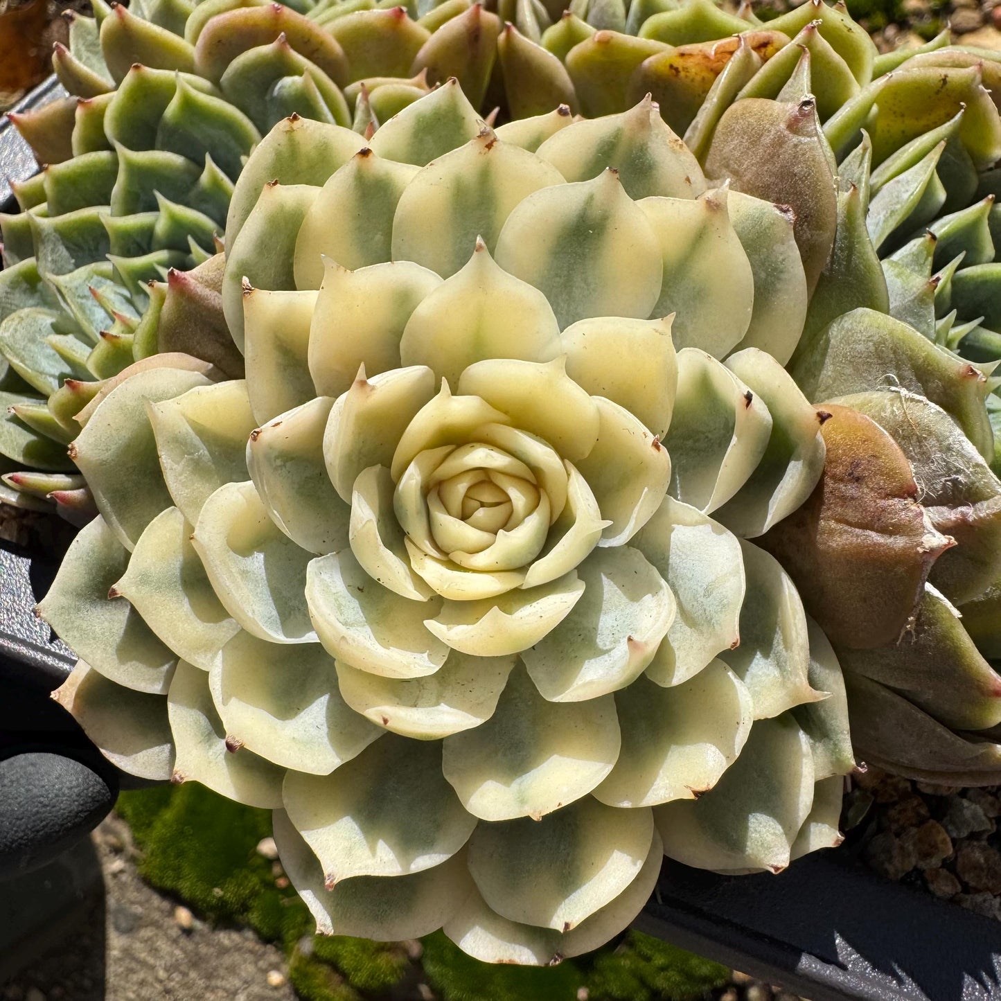 Echeveria 'Onslow cluster with a variegated head cluster', 4.2inches,  6heads, nice color, bare Root, Imported Rare Succulent, live plant