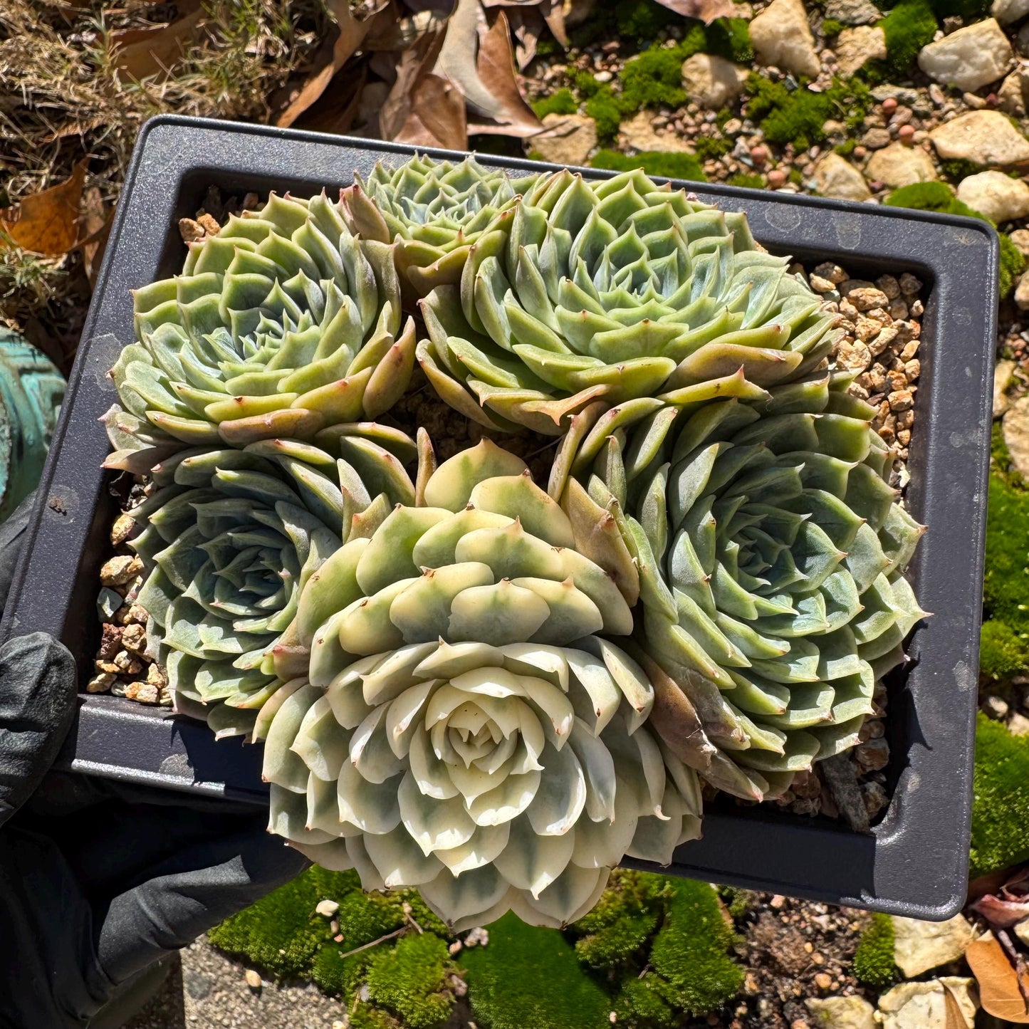 Echeveria 'Onslow cluster with a variegated head cluster', 4.2inches,  6heads, nice color, bare Root, Imported Rare Succulent, live plant