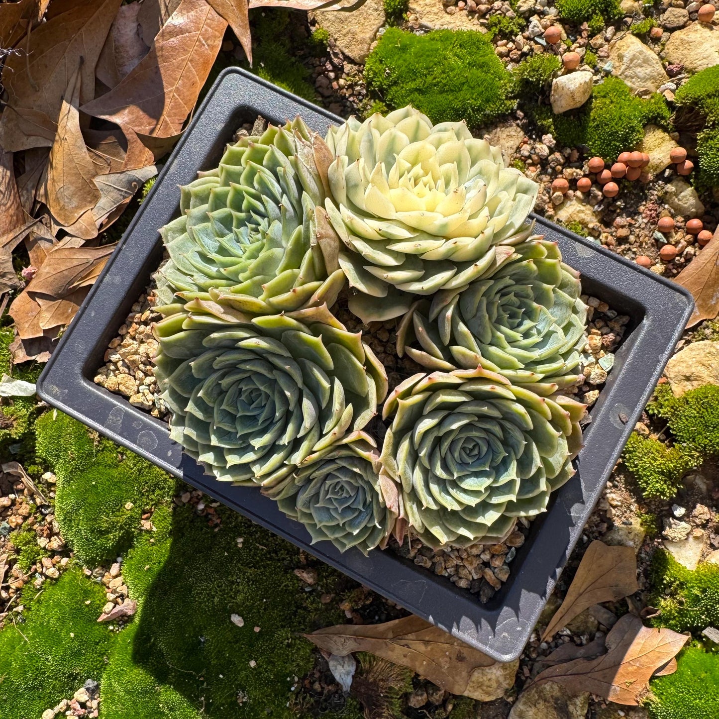 Echeveria 'Onslow cluster with a variegated head cluster', 4.2inches,  6heads, nice color, bare Root, Imported Rare Succulent, live plant