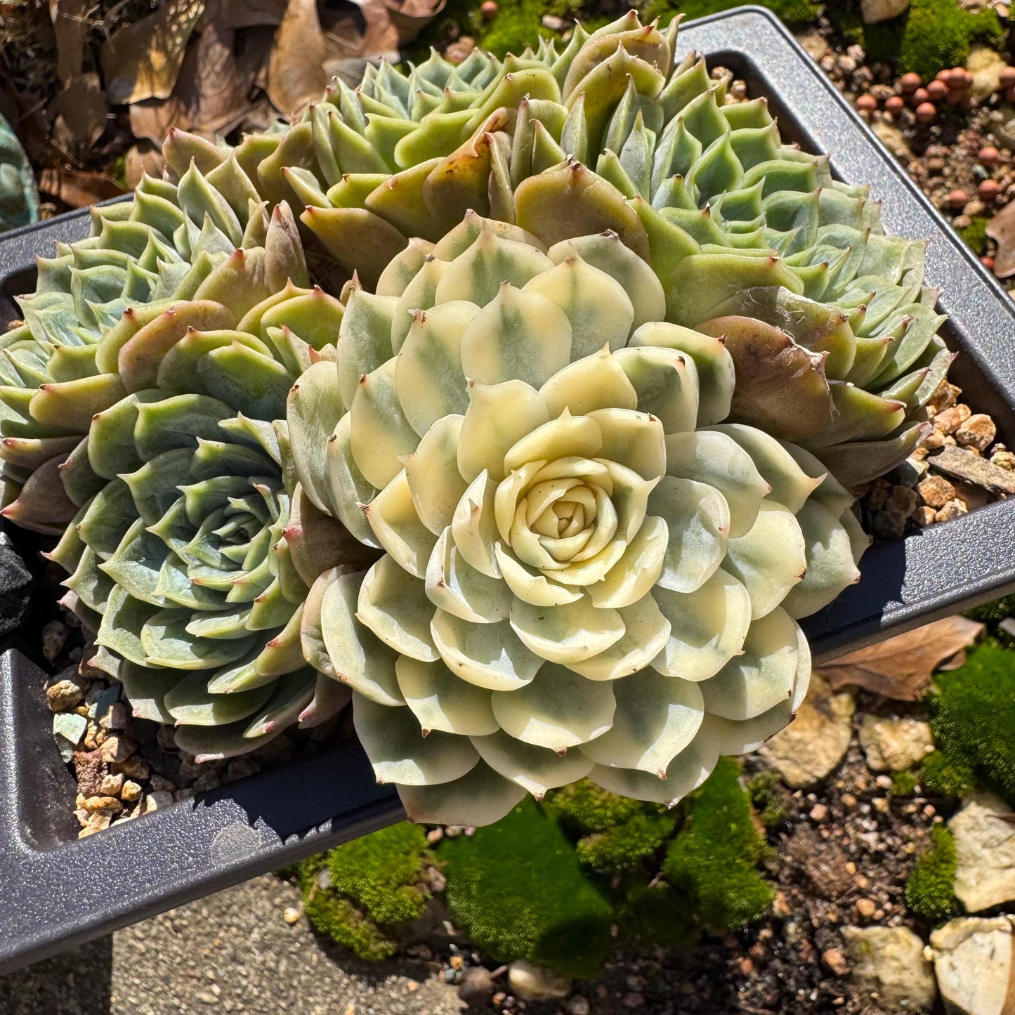 Echeveria 'Onslow cluster with a variegated head cluster', 4.2inches,  6heads, nice color, bare Root, Imported Rare Succulent, live plant