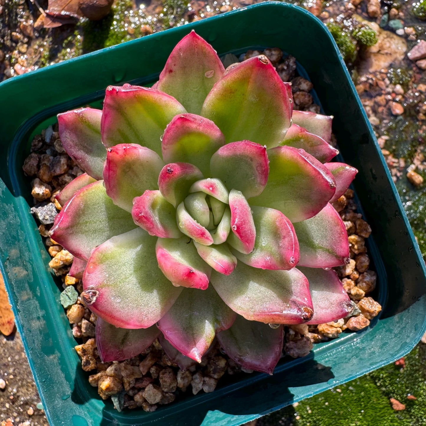 New! Echeveria  ‘crystal rose ’ Variegated , only one , single head , high quality, 2.7inches,  Imported Rare Succulent, live plant, gif