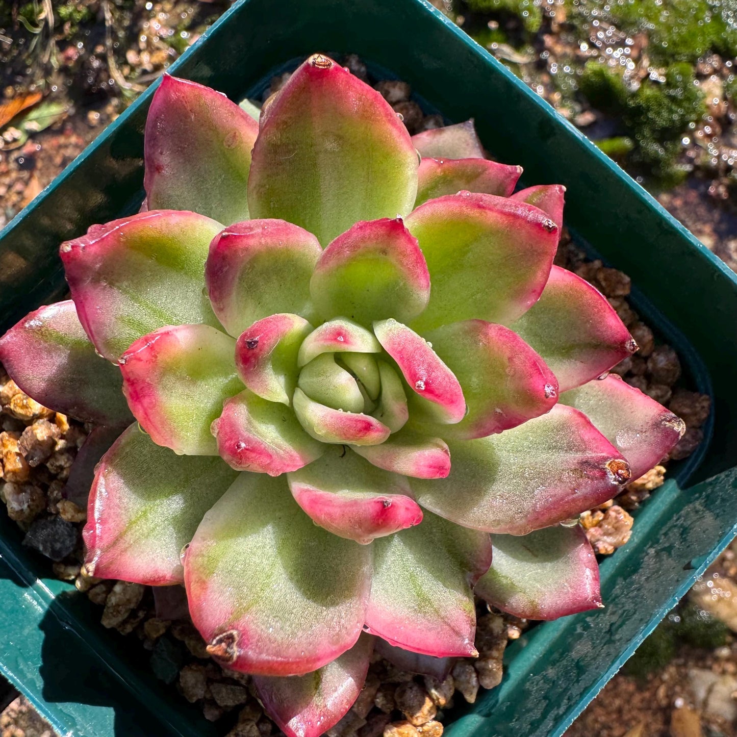 New! Echeveria  ‘crystal rose ’ Variegated , only one , single head , high quality, 2.7inches,  Imported Rare Succulent, live plant, gif