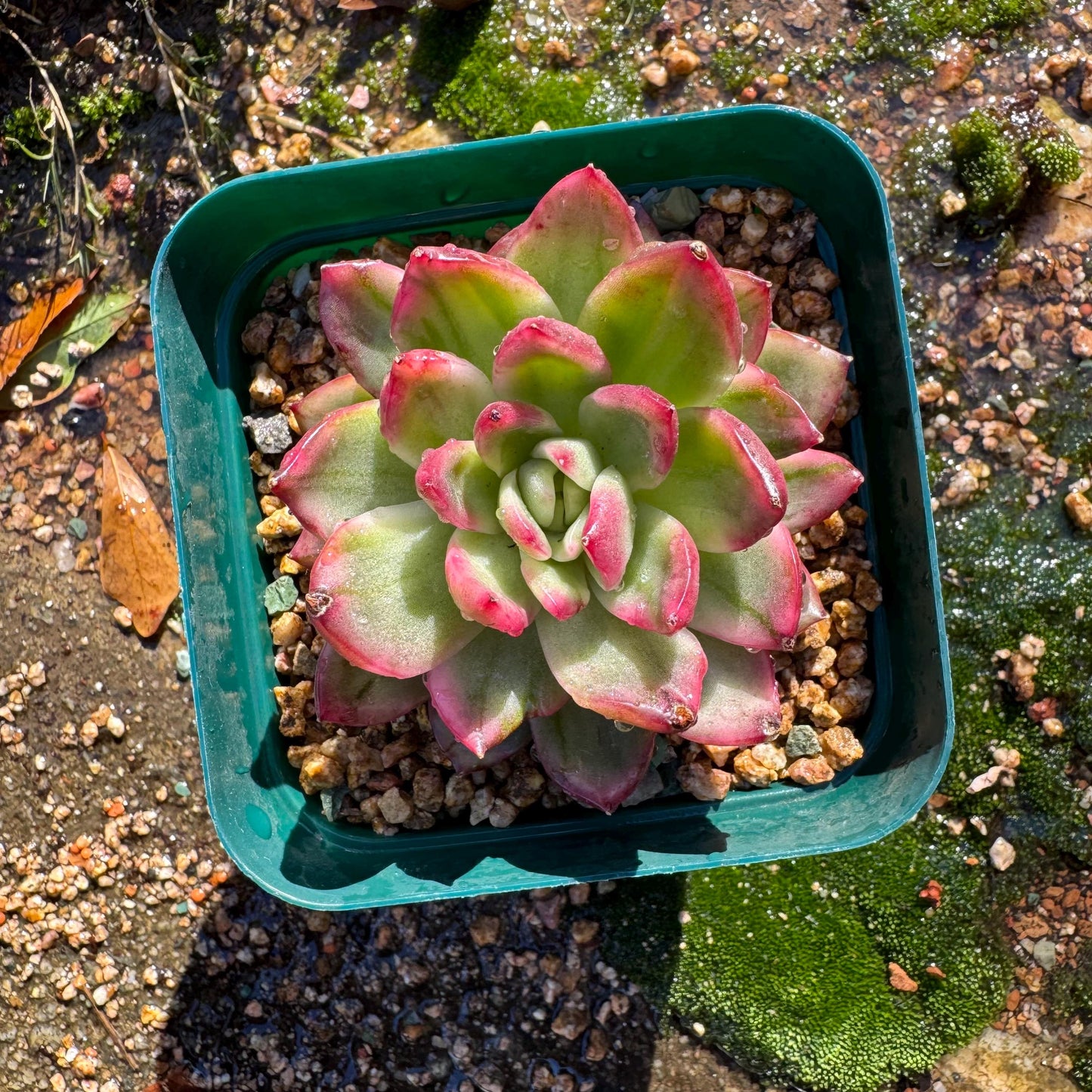 New! Echeveria  ‘crystal rose ’ Variegated , only one , single head , high quality, 2.7inches,  Imported Rare Succulent, live plant, gif