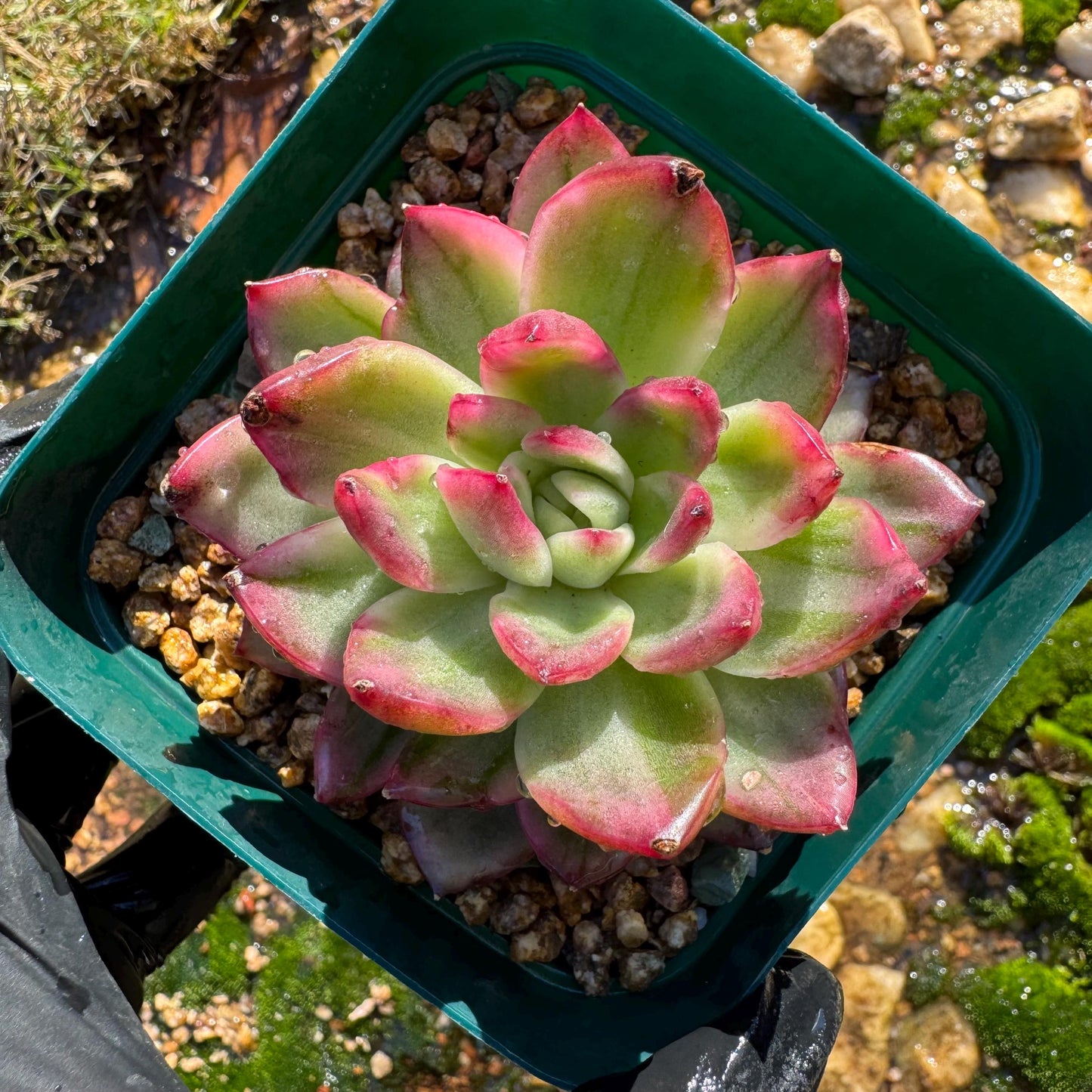 New! Echeveria  ‘crystal rose ’ Variegated , only one , single head , high quality, 2.7inches,  Imported Rare Succulent, live plant, gif