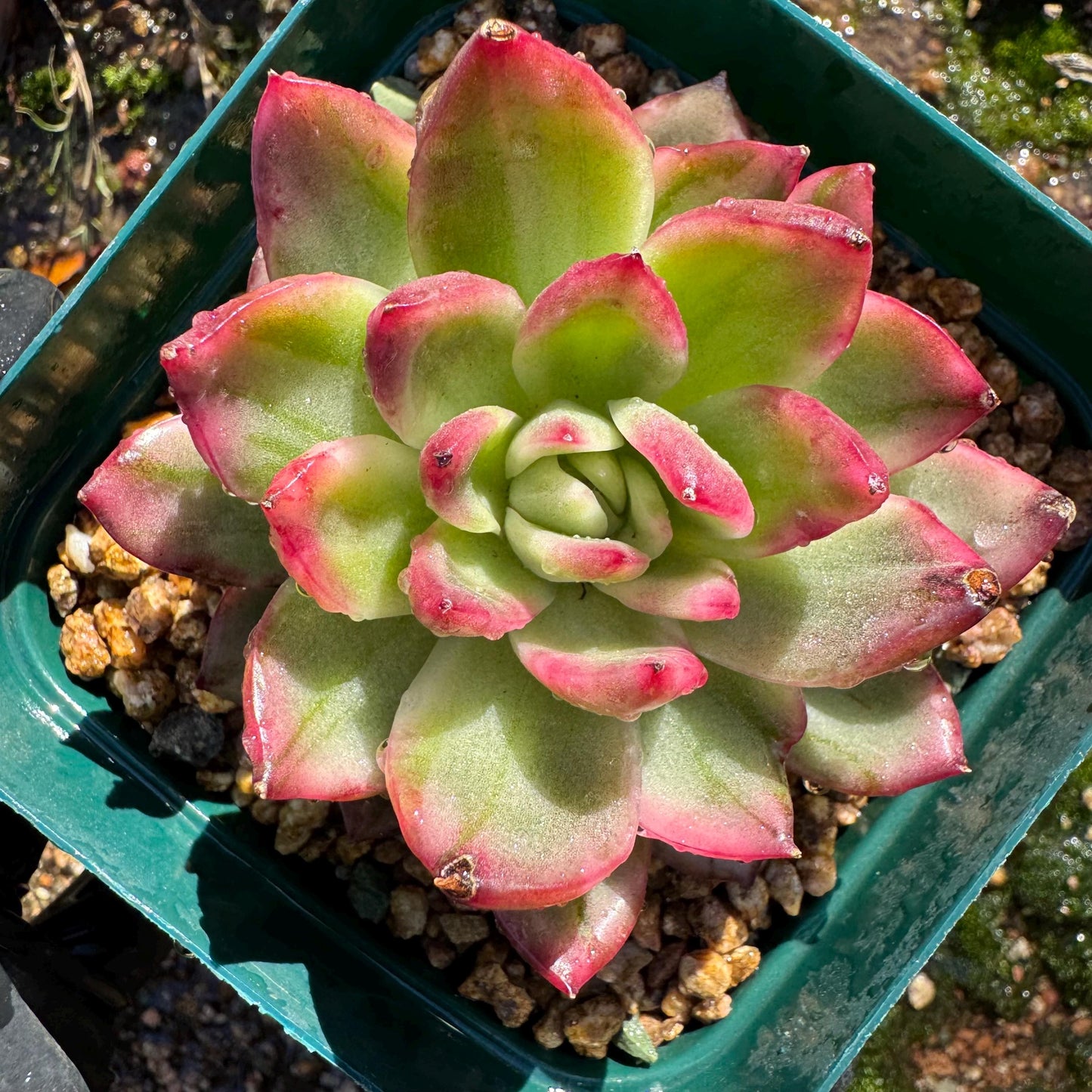 New! Echeveria  ‘crystal rose ’ Variegated , only one , single head , high quality, 2.7inches,  Imported Rare Succulent, live plant, gif