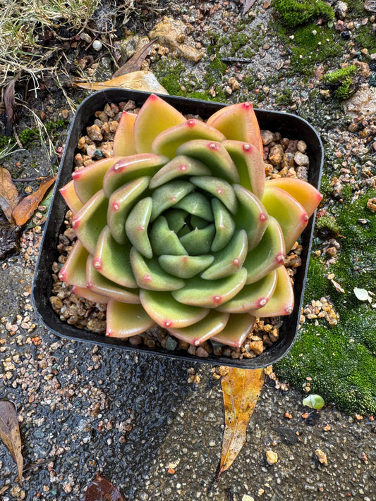 Echeveria Korean ‘ yellow Ice Orange Monroe’, new hybrid,  high quality, 2.9inches, Bare Root, Imported Rare Succulent, live plant, gift