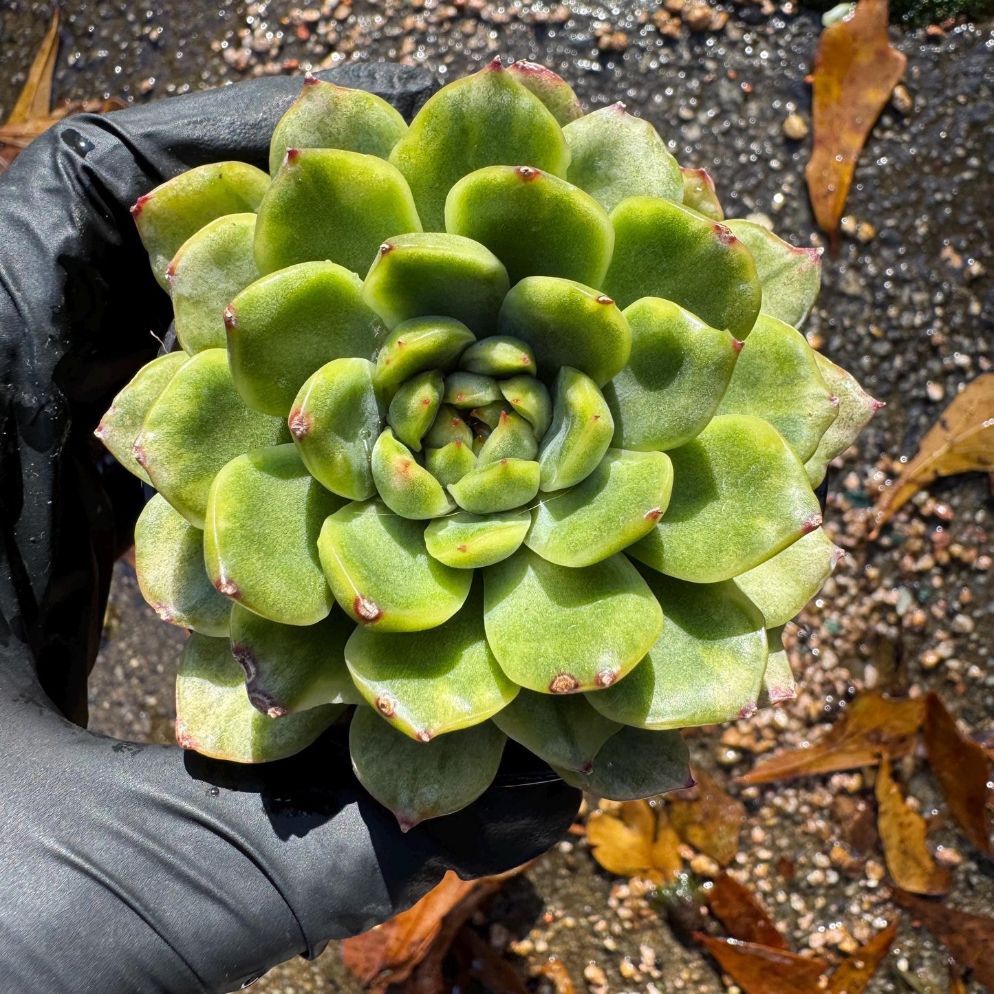 Echeveria' Ice Angle Variegated', about 2.5inches, new hybrid,  single head, Bare Root, Imported Rare Succulent