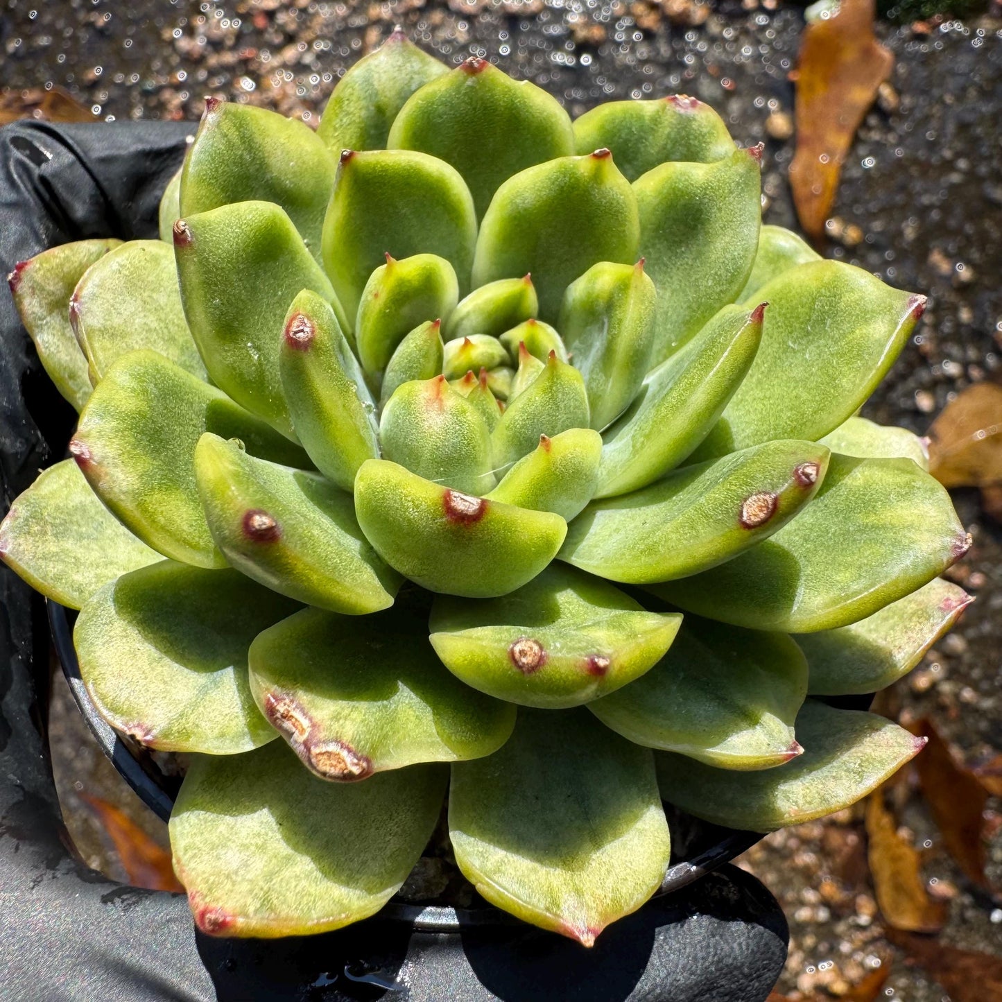 Echeveria' Ice Angle Variegated', about 2.5inches, new hybrid,  single head, Bare Root, Imported Rare Succulent