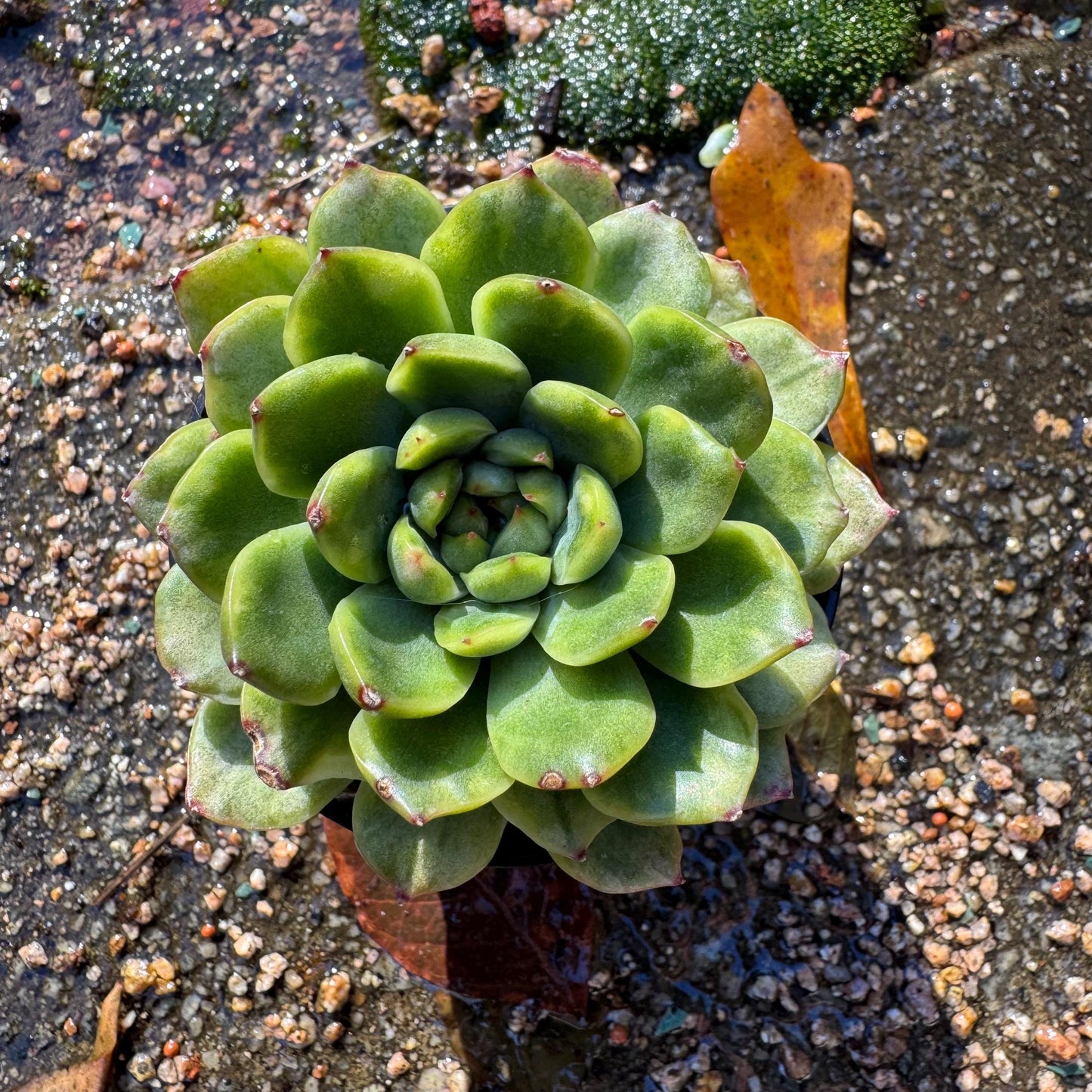 Echeveria' Ice Angle Variegated', about 2.5inches, new hybrid,  single head, Bare Root, Imported Rare Succulent