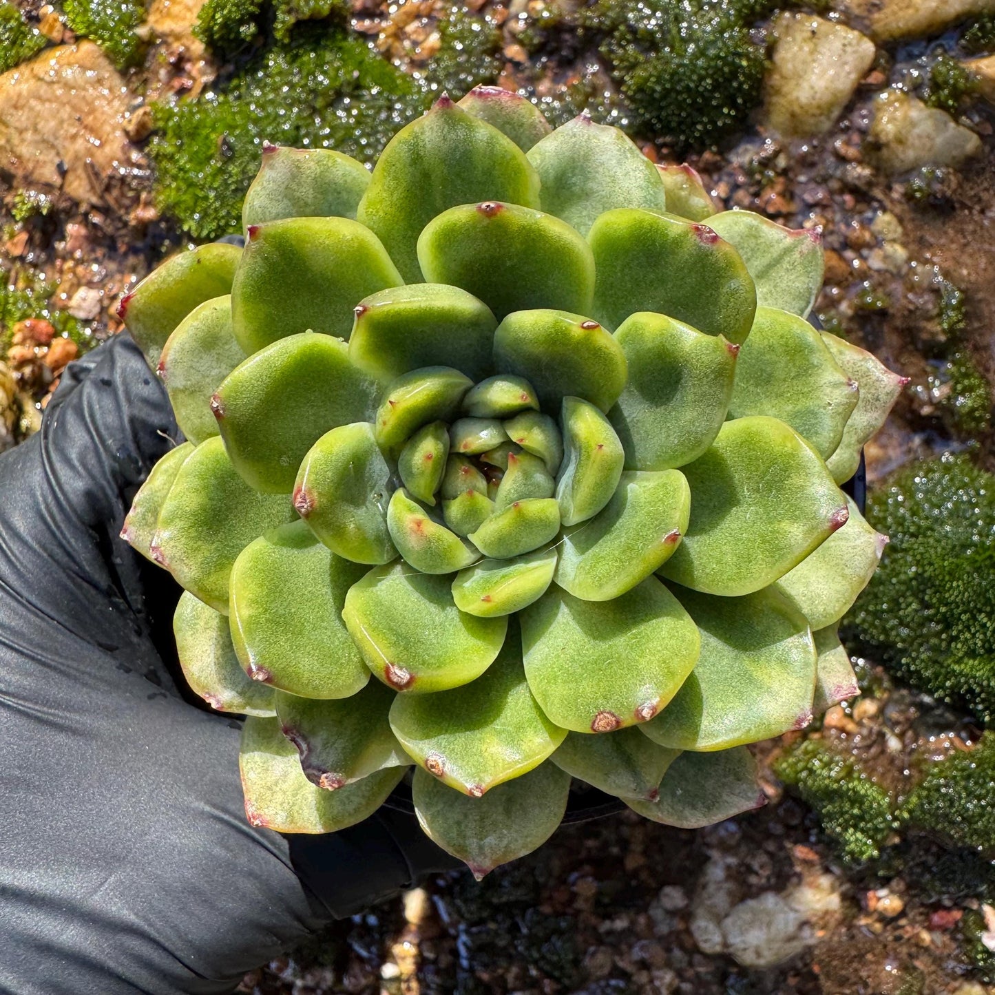 Echeveria' Ice Angle Variegated', about 2.5inches, new hybrid,  single head, Bare Root, Imported Rare Succulent