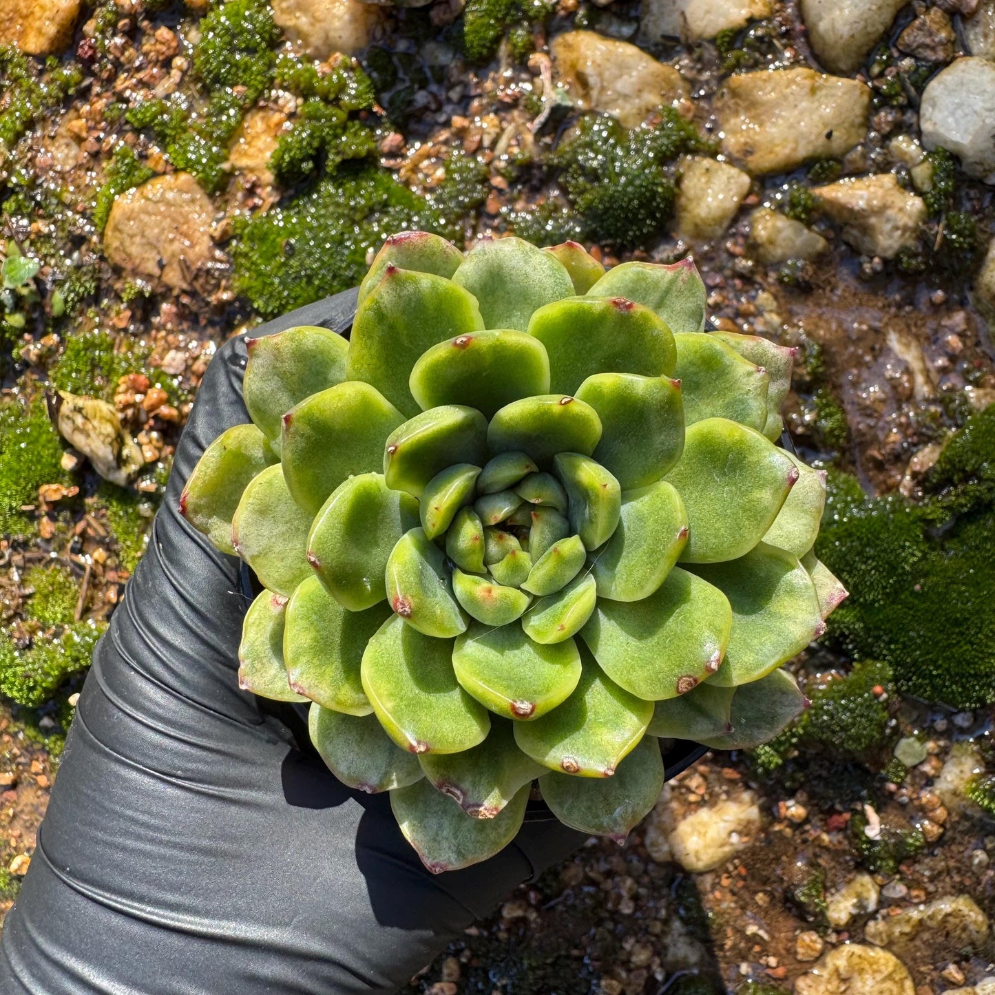 Echeveria' Ice Angle Variegated', about 2.5inches, new hybrid,  single head, Bare Root, Imported Rare Succulent