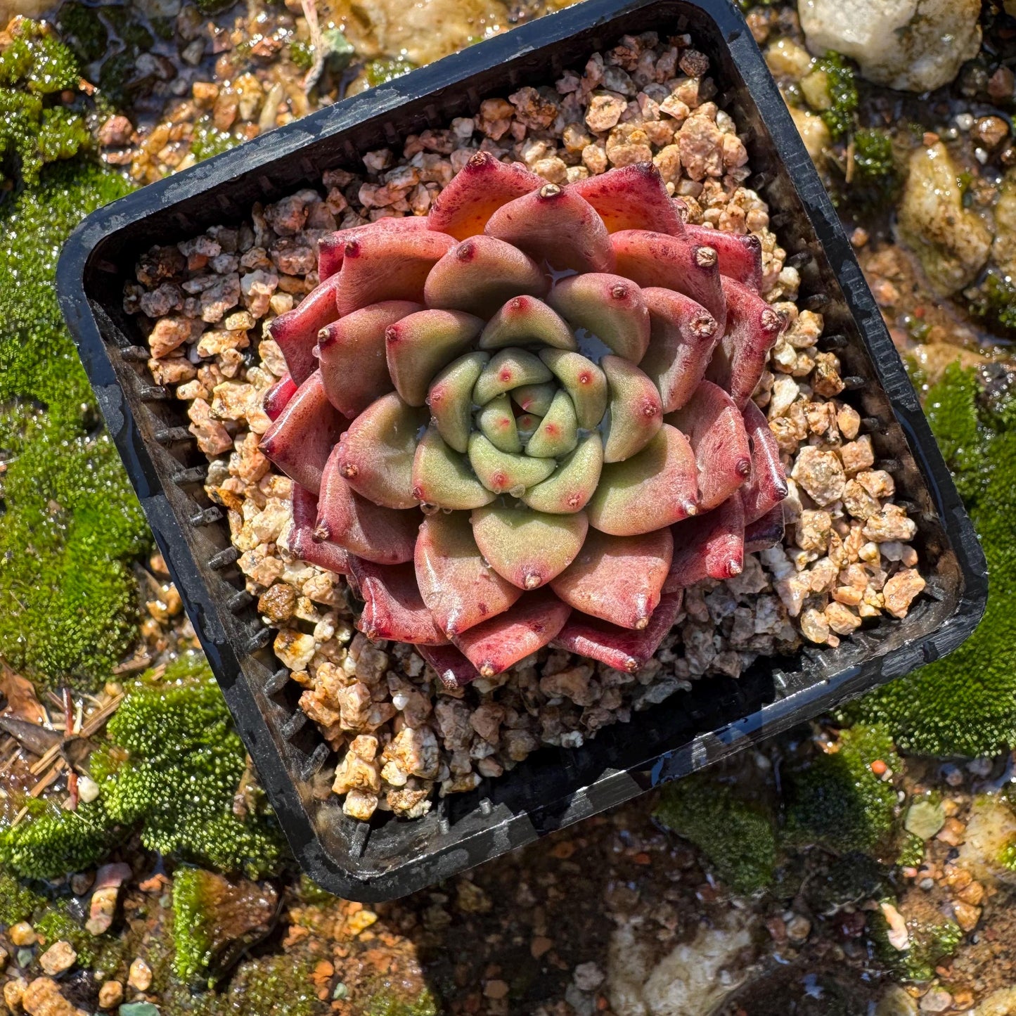 New! Echeveria  'cuckoo',  tiny  single head,  nice color, 2inches,   great quality,  Bare Root, Imported Rare Succulent, gift