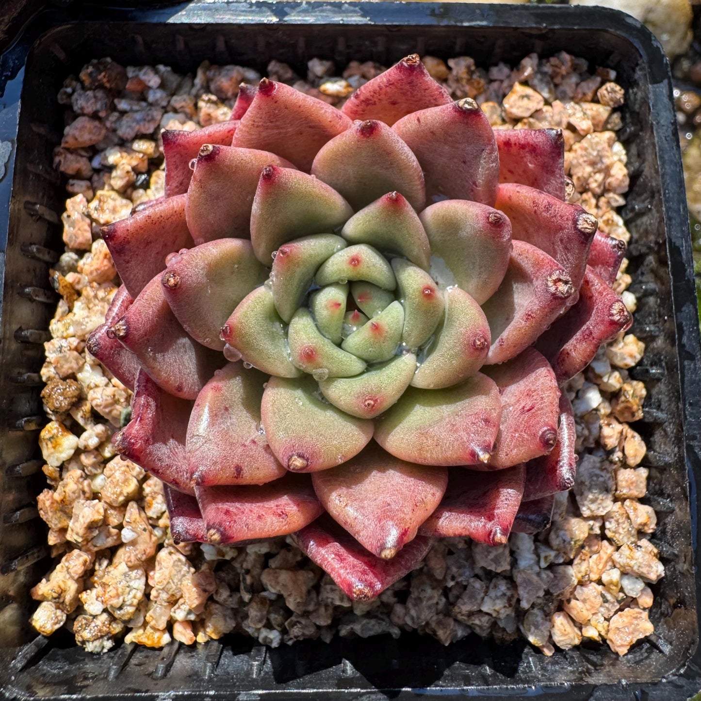 New! Echeveria  'cuckoo',  tiny  single head,  nice color, 2inches,   great quality,  Bare Root, Imported Rare Succulent, gift