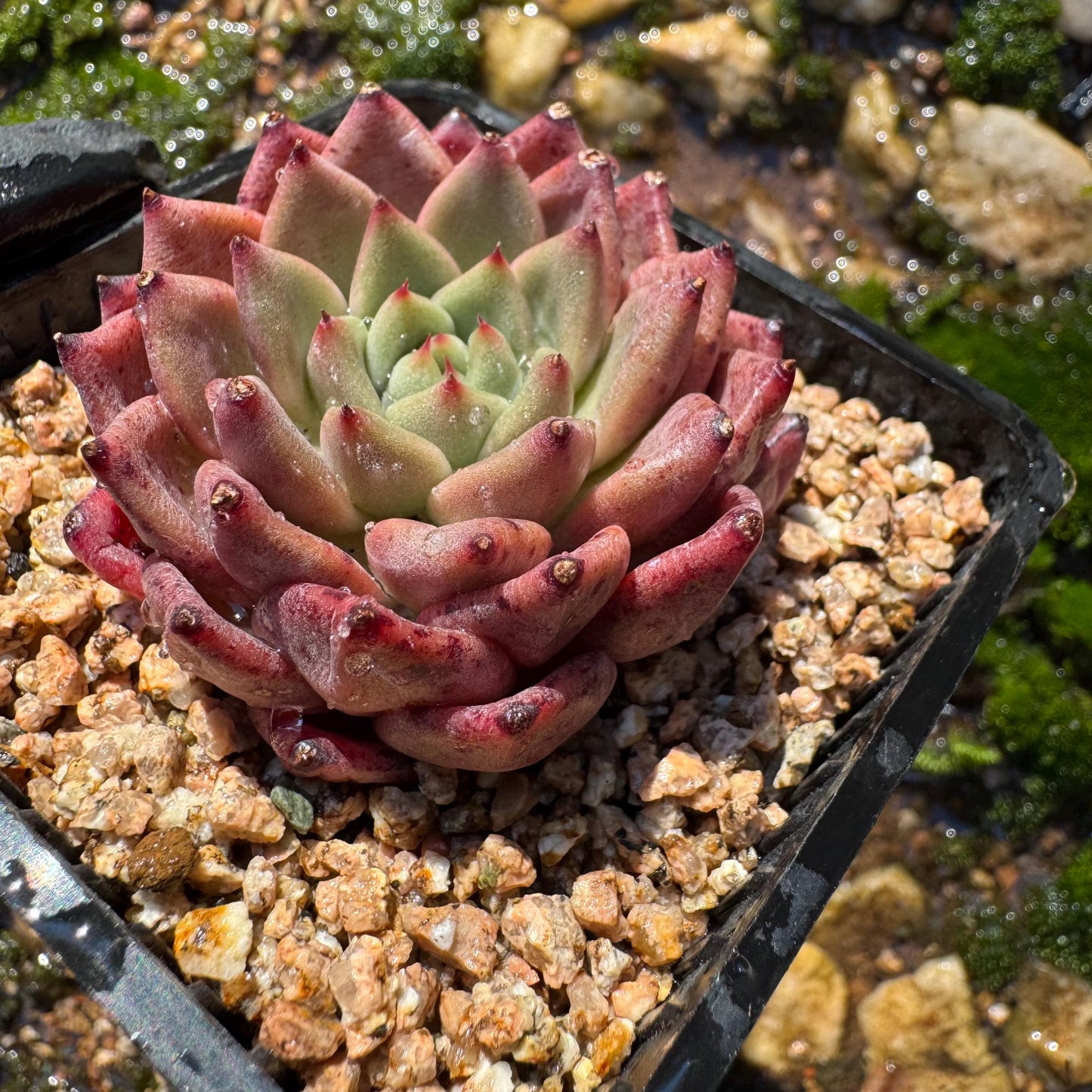 New! Echeveria  'cuckoo',  tiny  single head,  nice color, 2inches,   great quality,  Bare Root, Imported Rare Succulent, gift