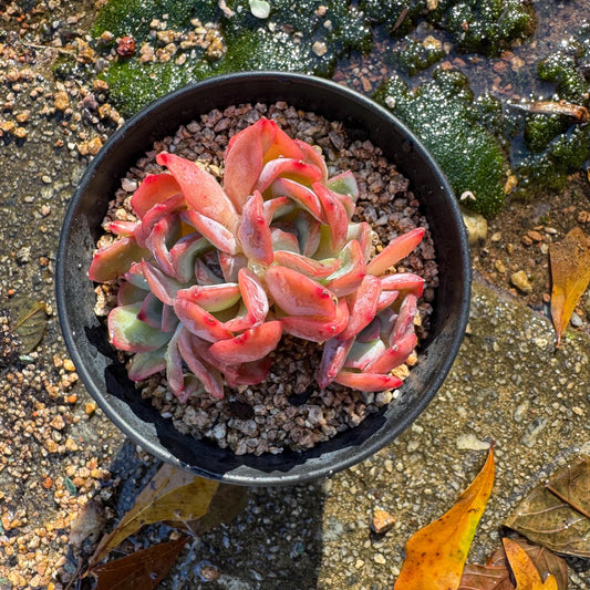 Echeveria 'Luella sp.' small cluster,  single head, 3inches, nice color,  Imported Rare Succulent, Bare Root, live plant