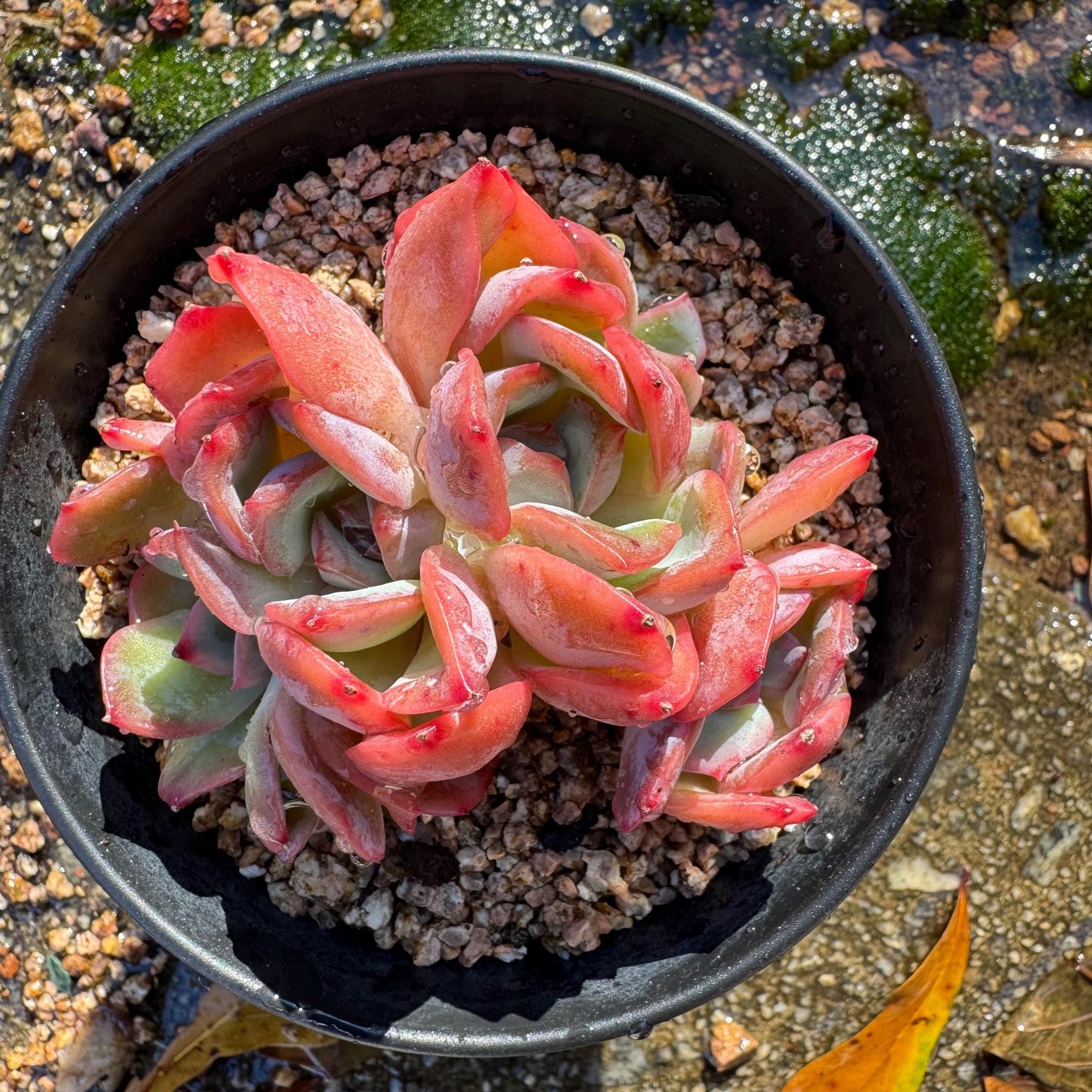 Echeveria 'Luella sp.' small cluster,  single head, 3inches, nice color,  Imported Rare Succulent, Bare Root, live plant