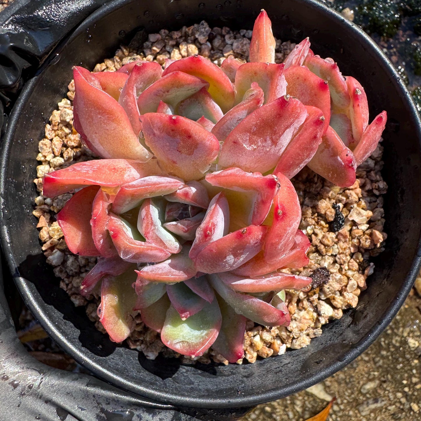 Echeveria 'Luella sp.' small cluster,  single head, 3inches, nice color,  Imported Rare Succulent, Bare Root, live plant