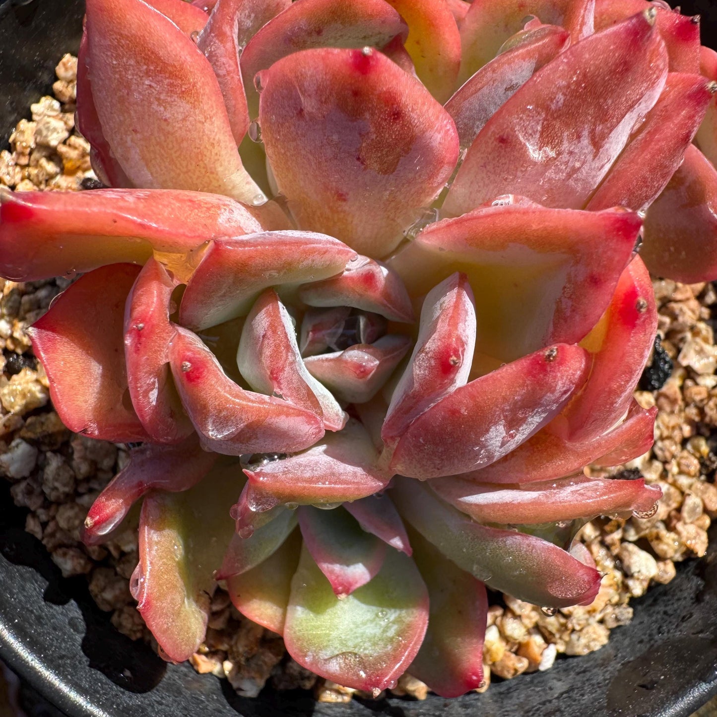 Echeveria 'Luella sp.' small cluster,  single head, 3inches, nice color,  Imported Rare Succulent, Bare Root, live plant