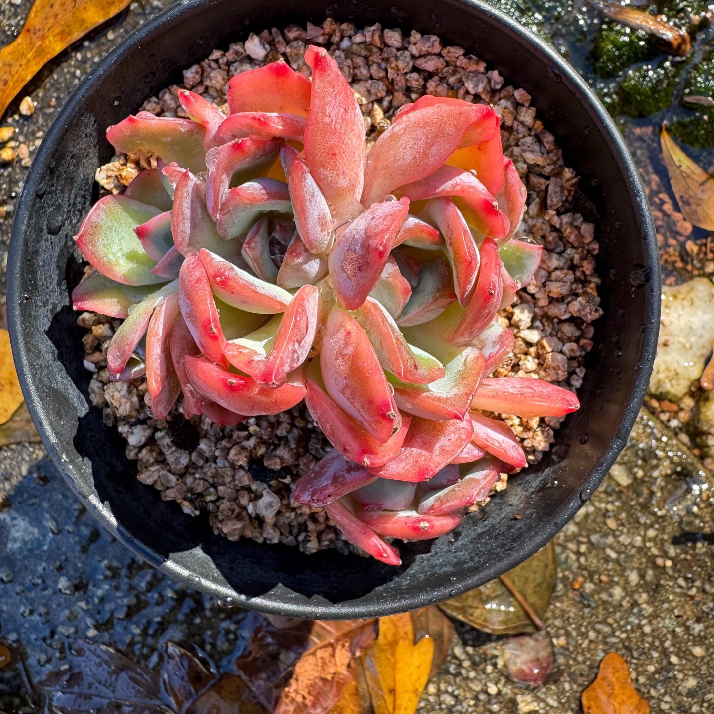 Echeveria 'Luella sp.' small cluster,  single head, 3inches, nice color,  Imported Rare Succulent, Bare Root, live plant