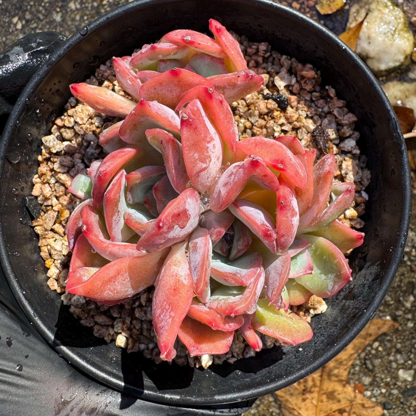 Echeveria 'Luella sp.' small cluster,  single head, 3inches, nice color,  Imported Rare Succulent, Bare Root, live plant